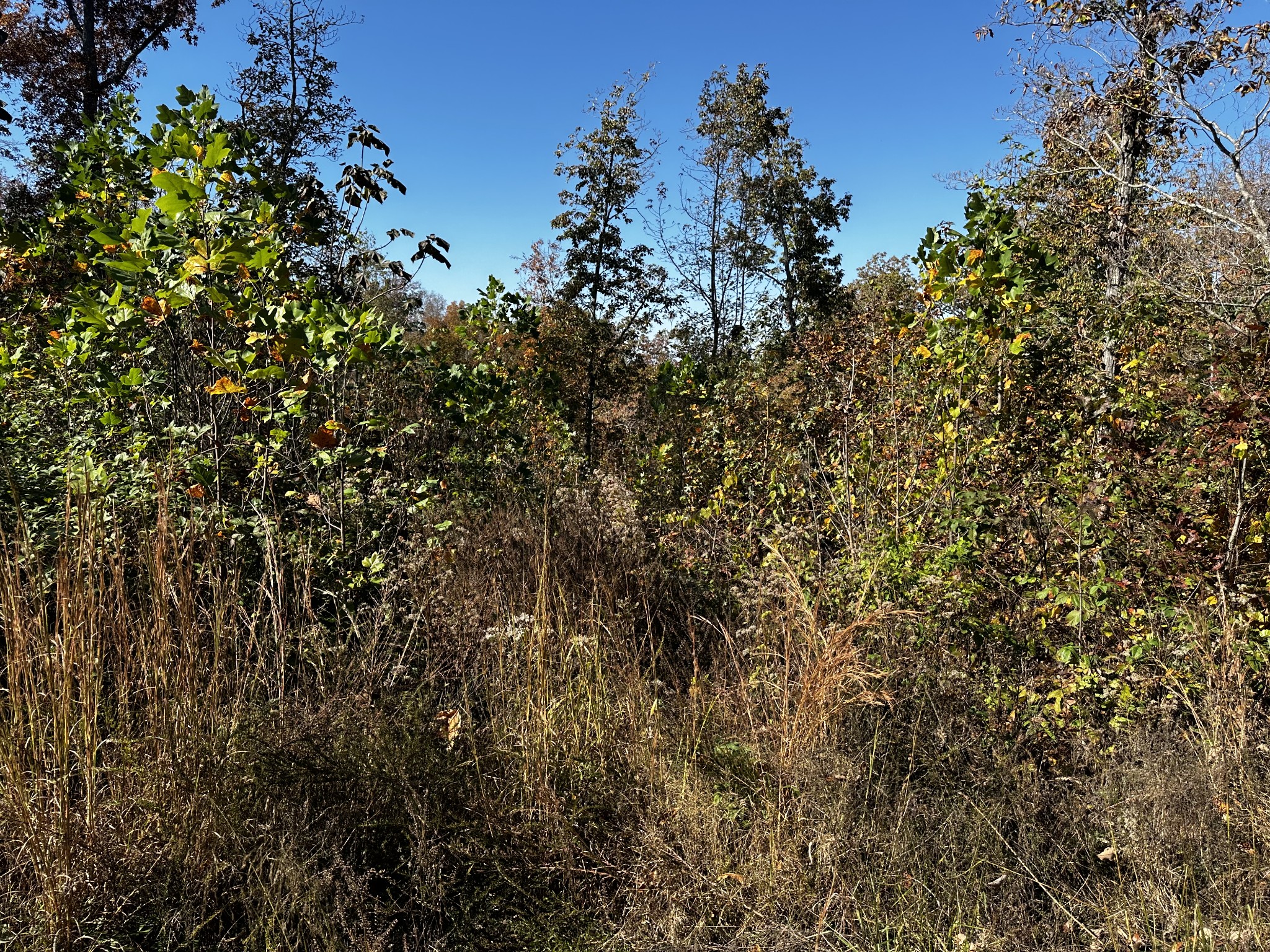49 Ridge Top Road Property Photo 5