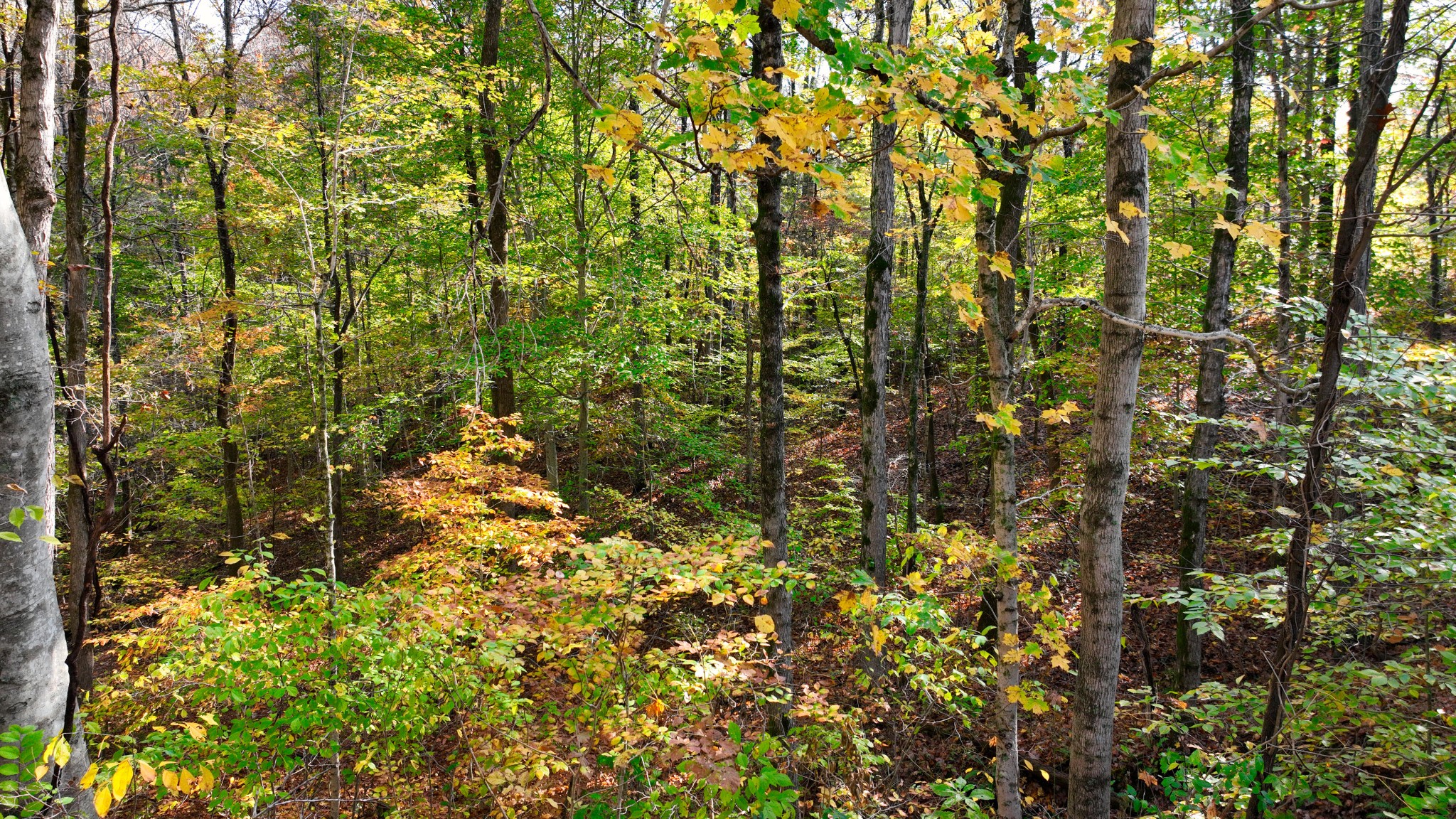 0 Shiloh Canaan Rd Property Photo 6