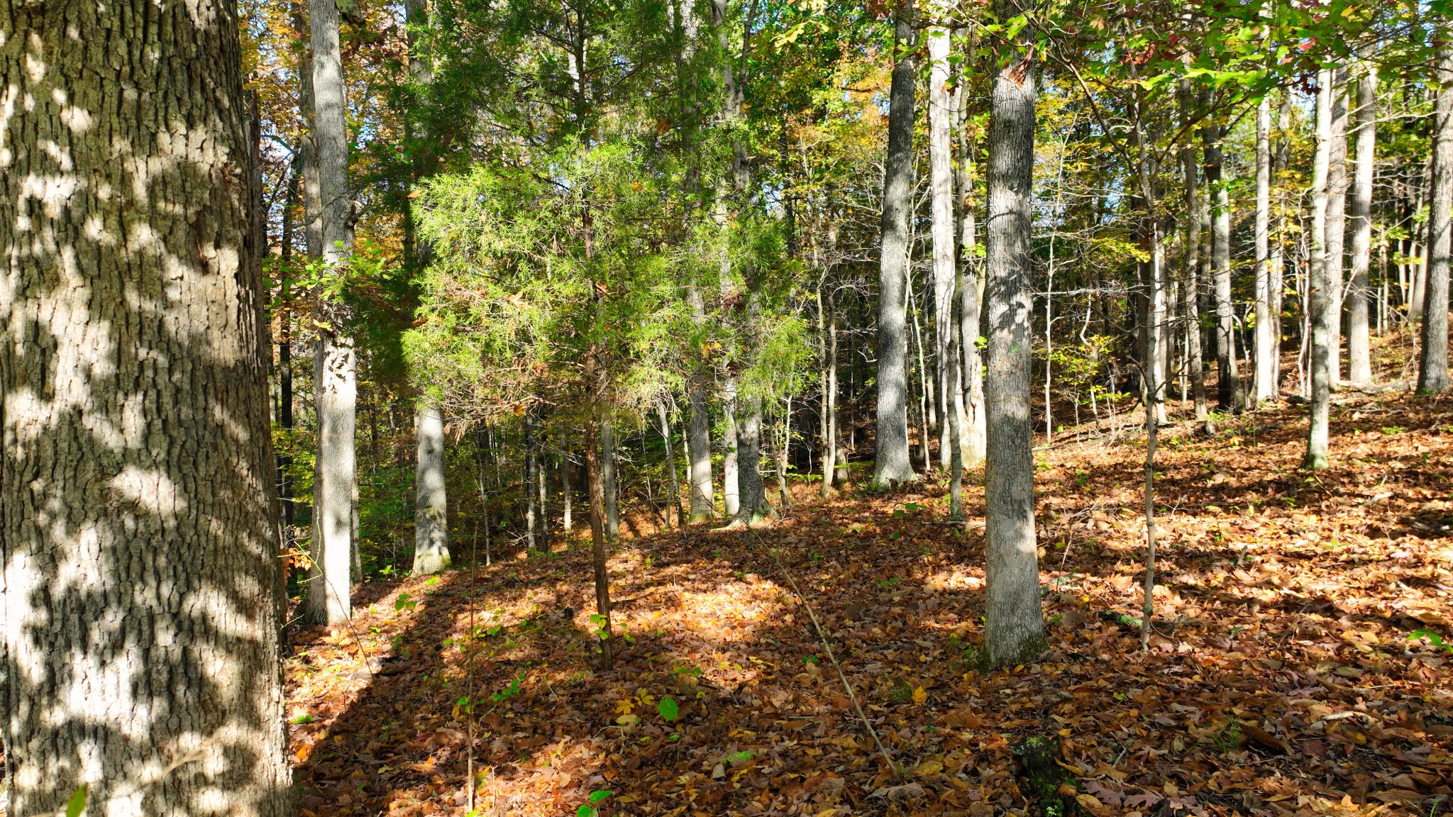 0 Shiloh Canaan Rd Property Photo 8