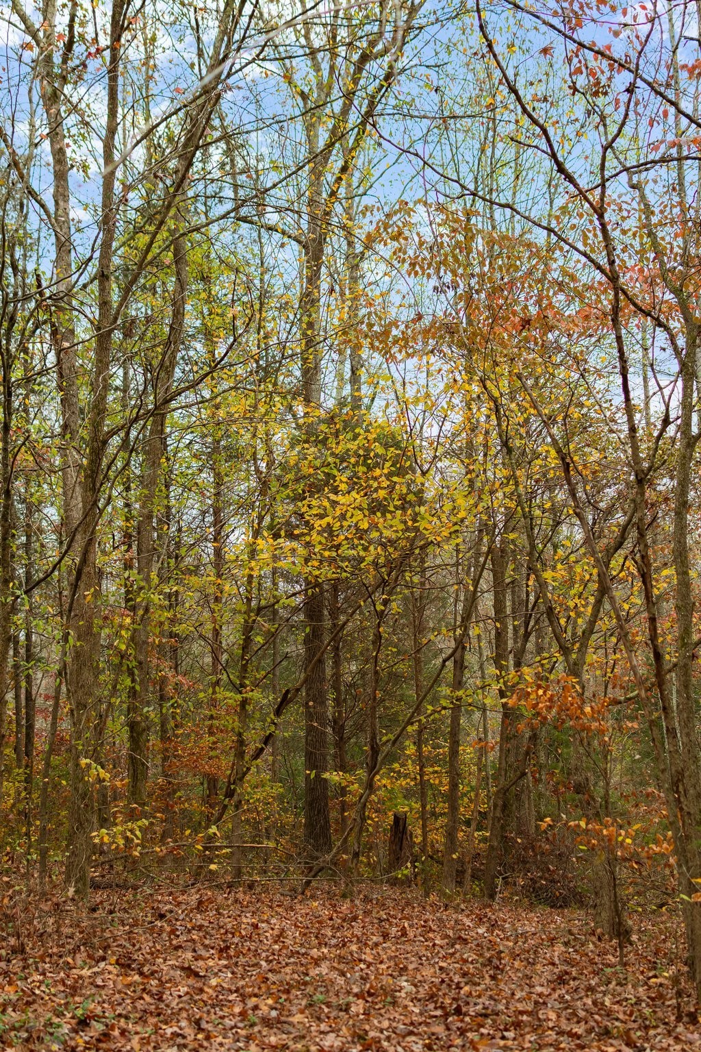 0 Wades Branch Rd Property Photo 14