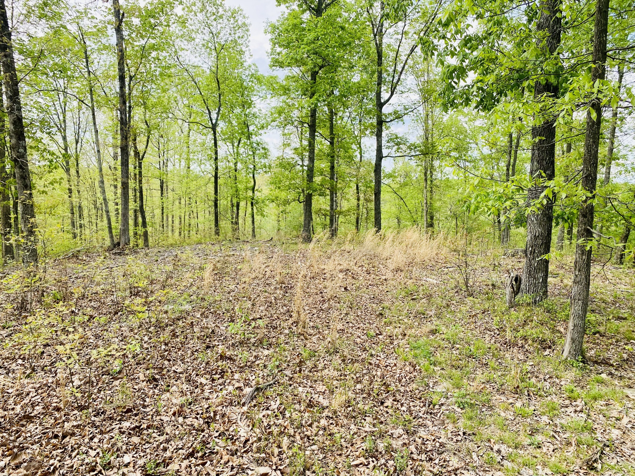 47 Ridge Top Road Property Photo 4