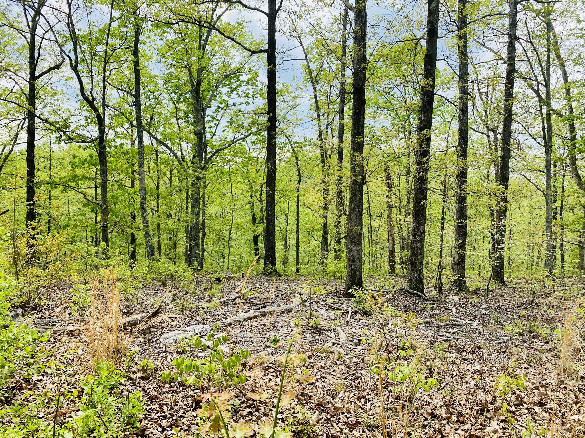 47 Ridge Top Road Property Photo 5