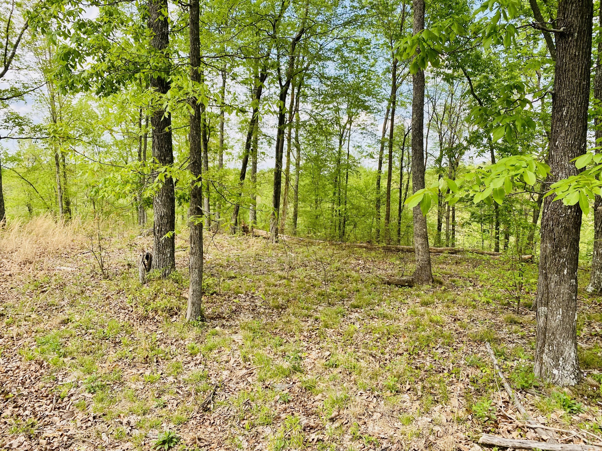 47 Ridge Top Road Property Photo 6
