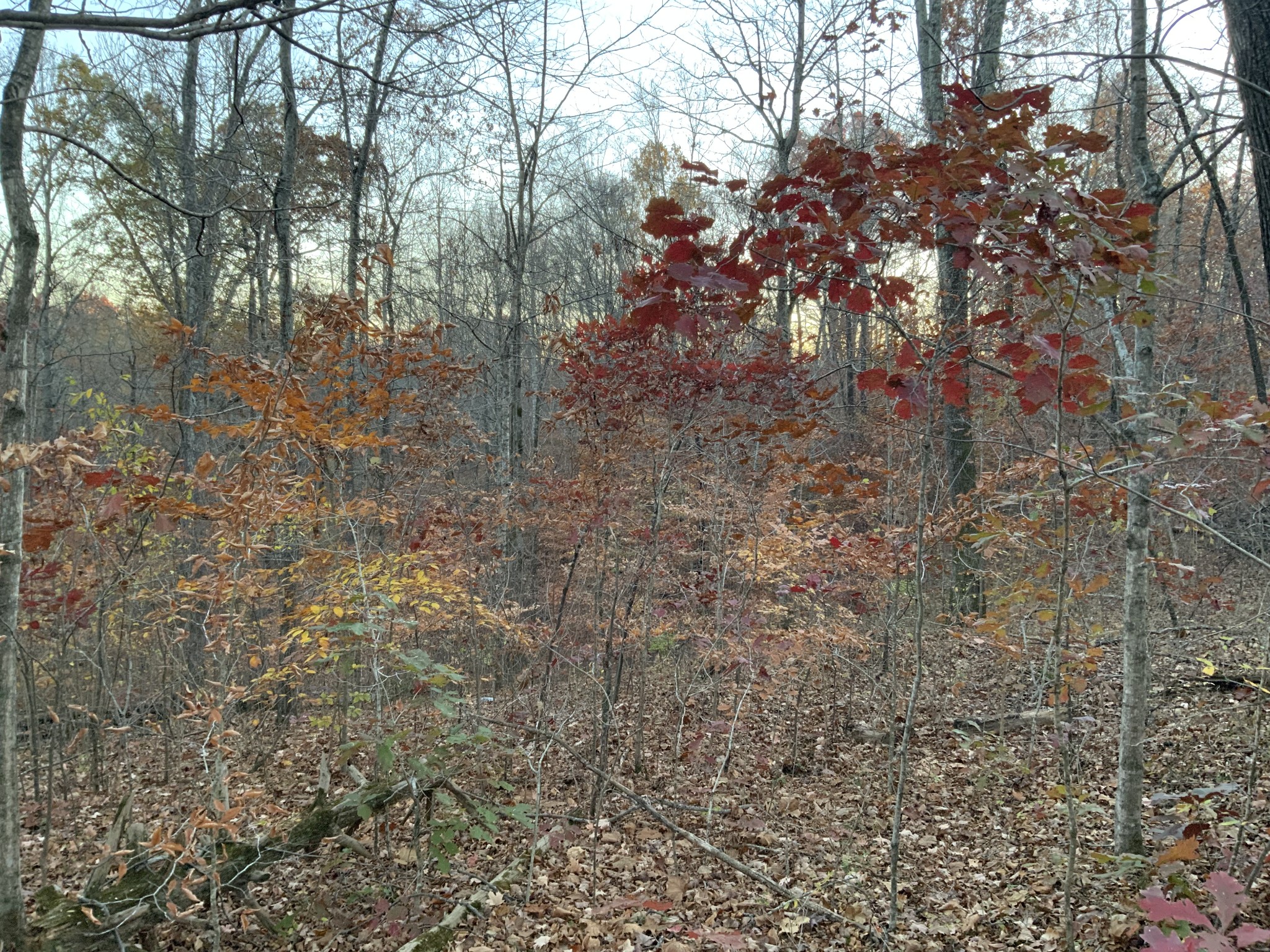 0 Mobleys Cut Road Property Photo 15