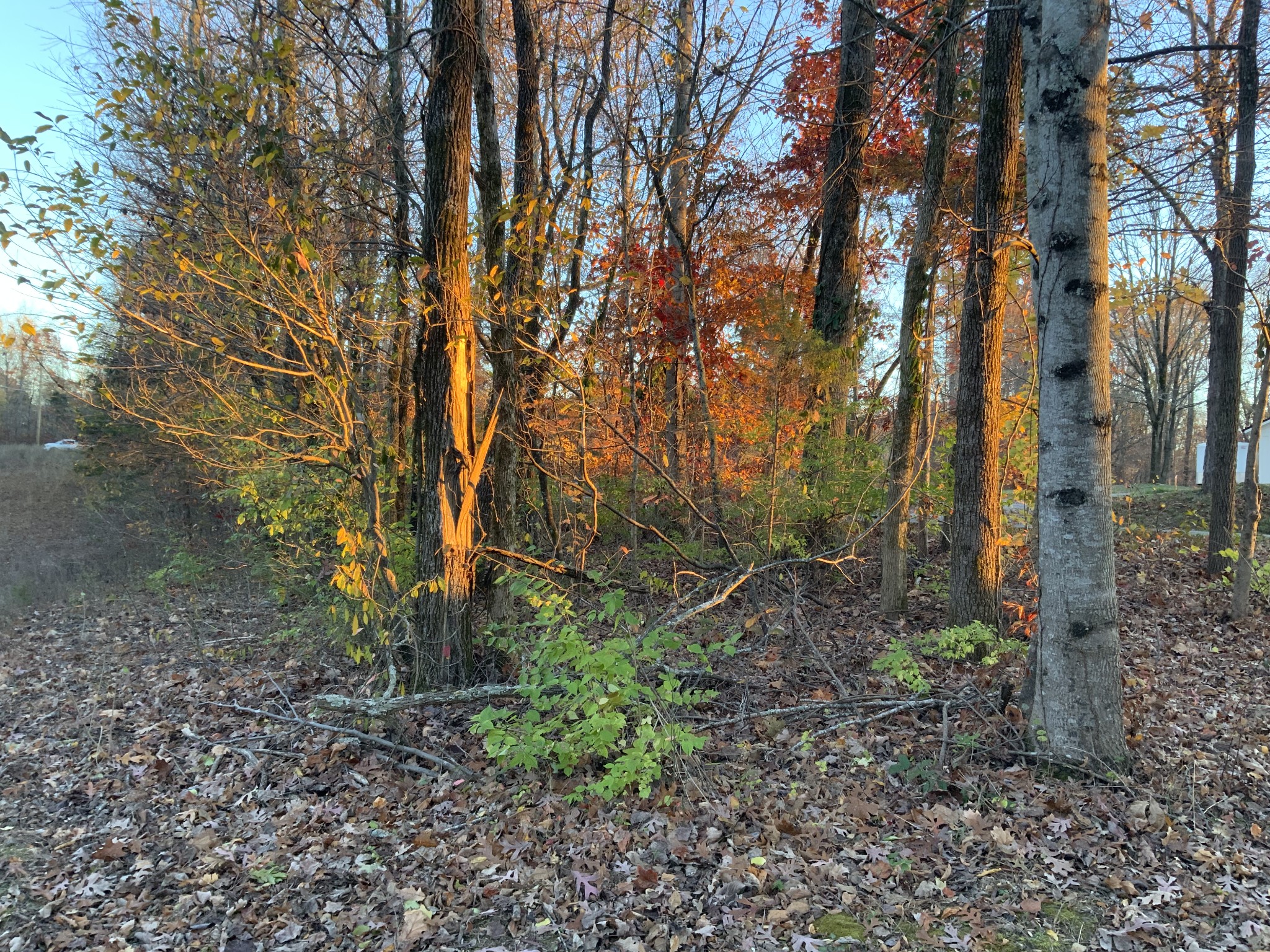 0 Mobleys Cut Road Property Photo 18