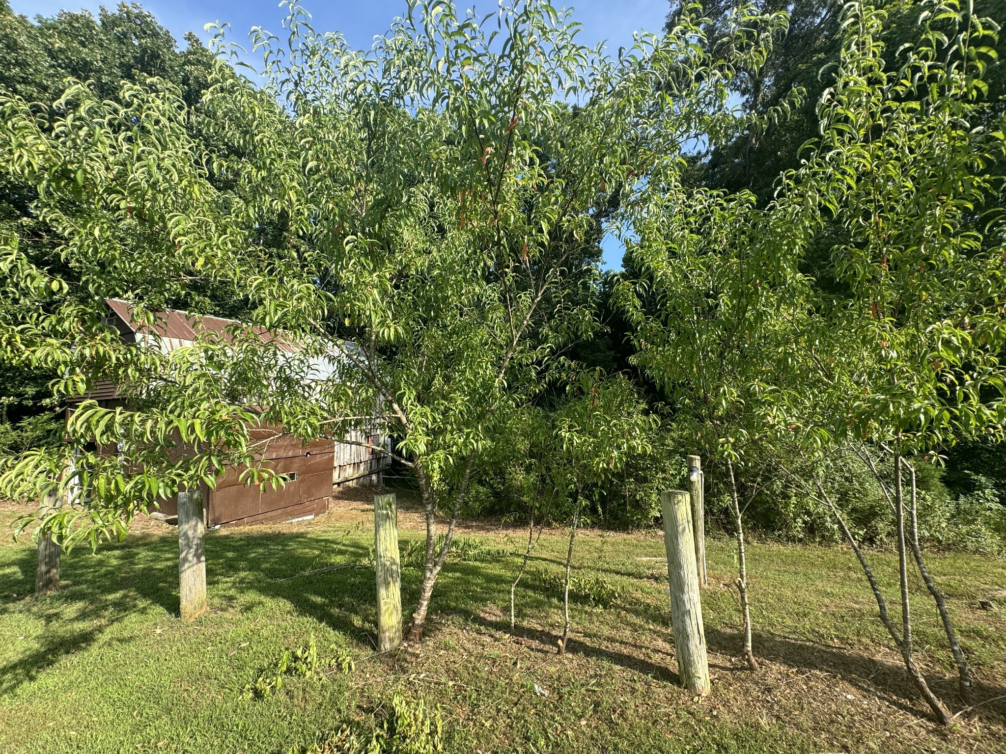 10795 Back Piney Rd Property Photo 19