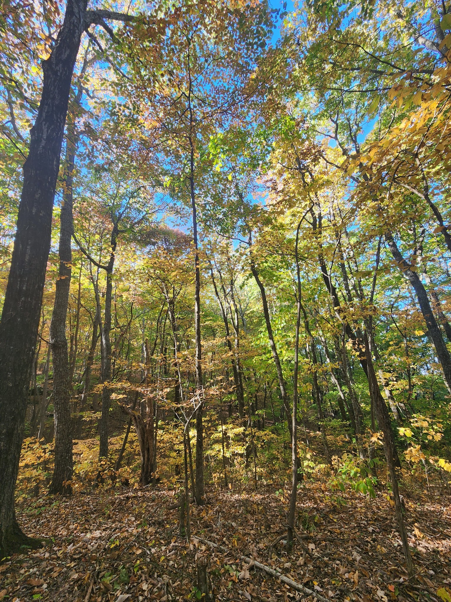 19 Higgenbotham Turnpike Property Photo 33
