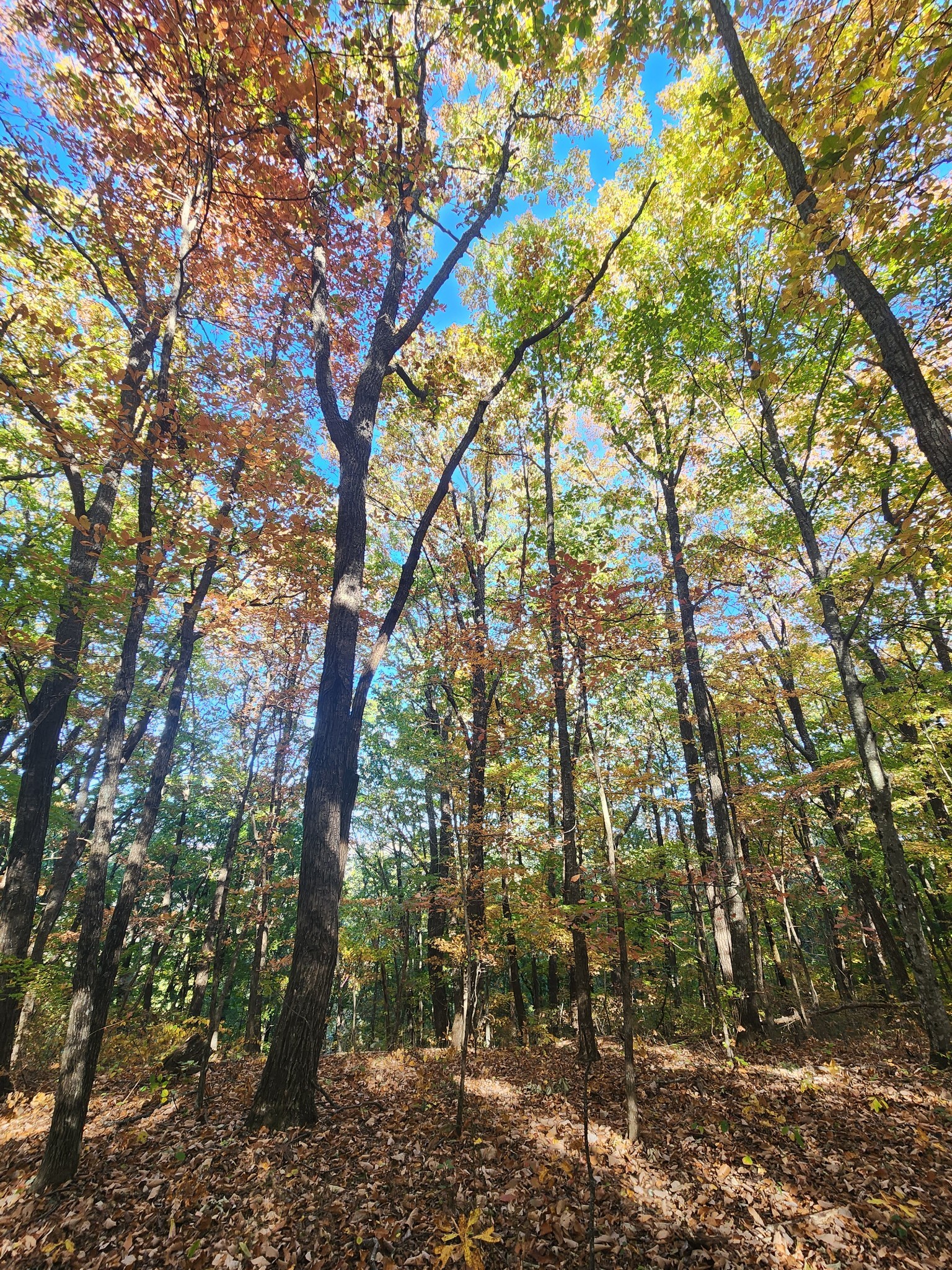 19 Higgenbotham Turnpike Property Photo 35