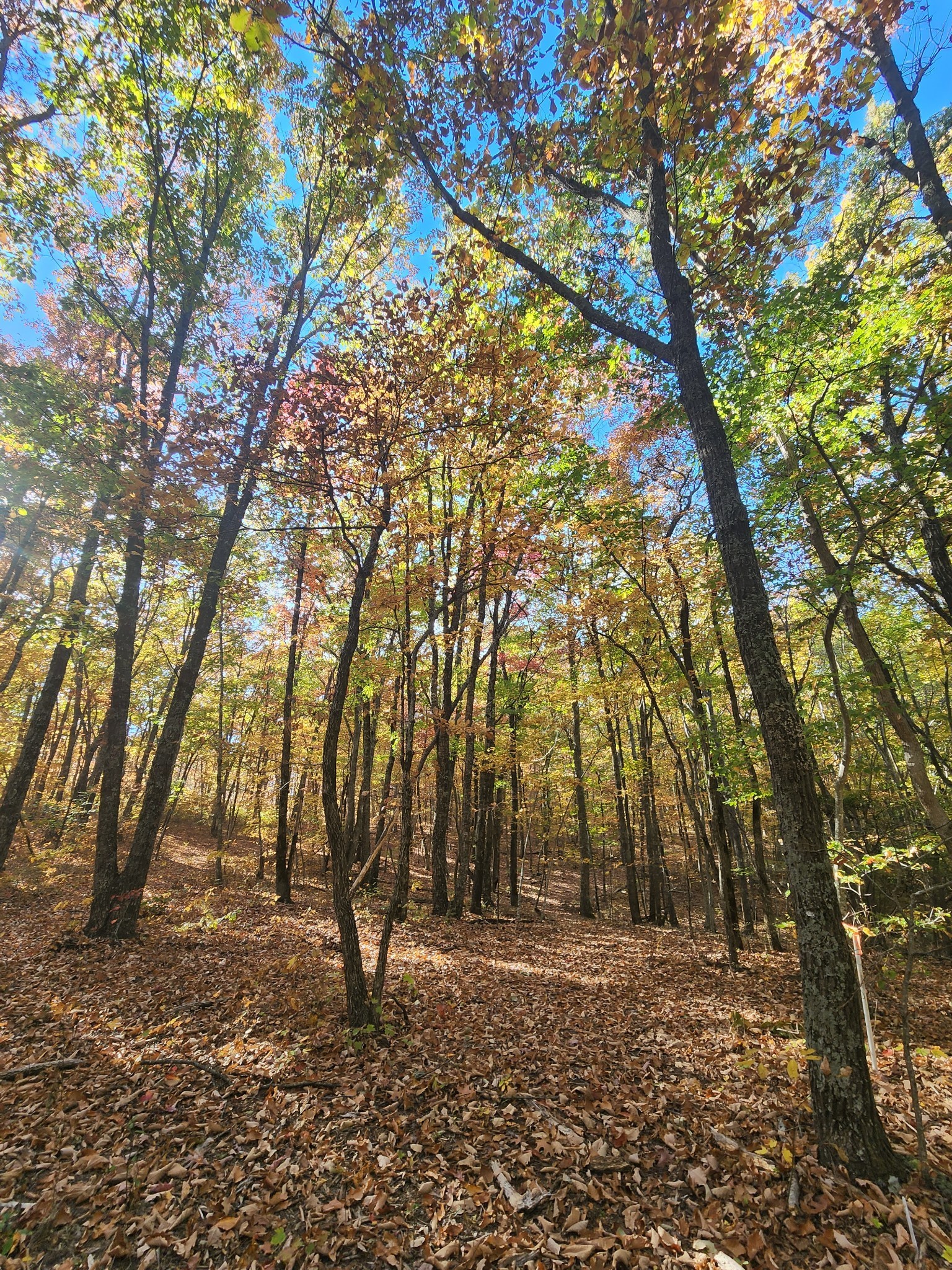 19 Higgenbotham Turnpike Property Photo 37