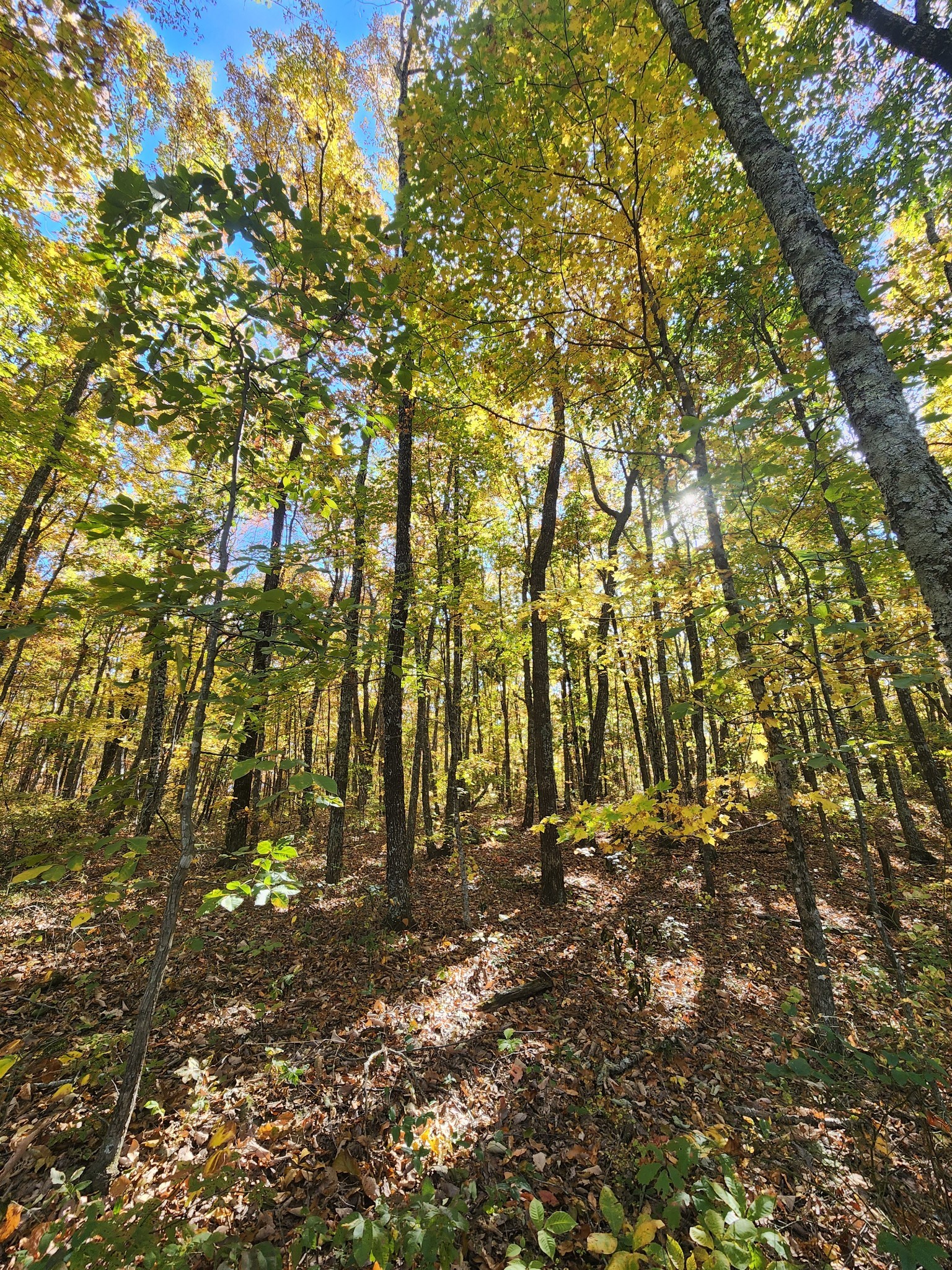 19 Higgenbotham Turnpike Property Photo 52