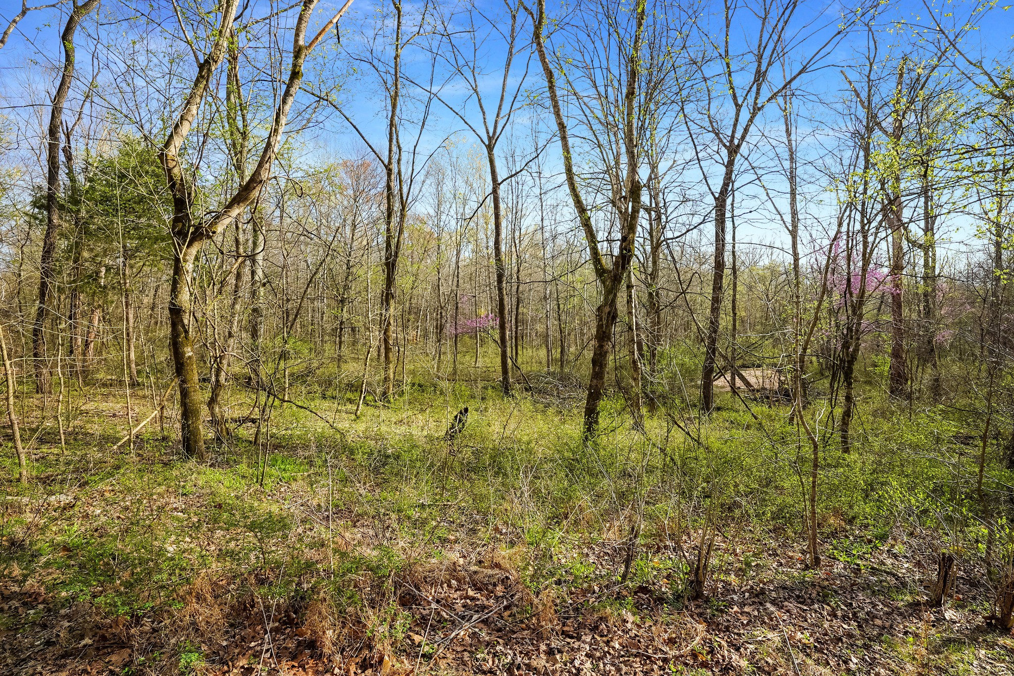 0 Melton Springs Road Property Photo