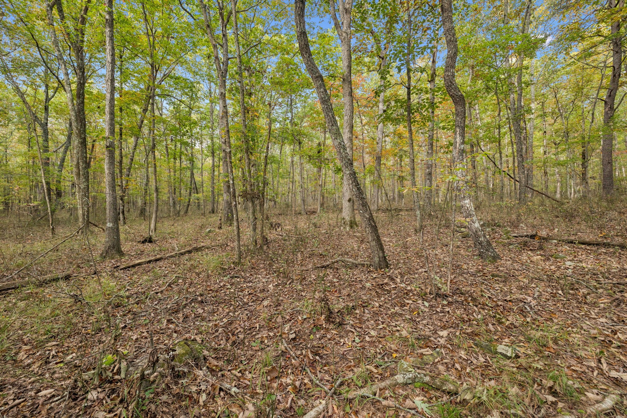 0 Timberwood Trace Property Photo 12