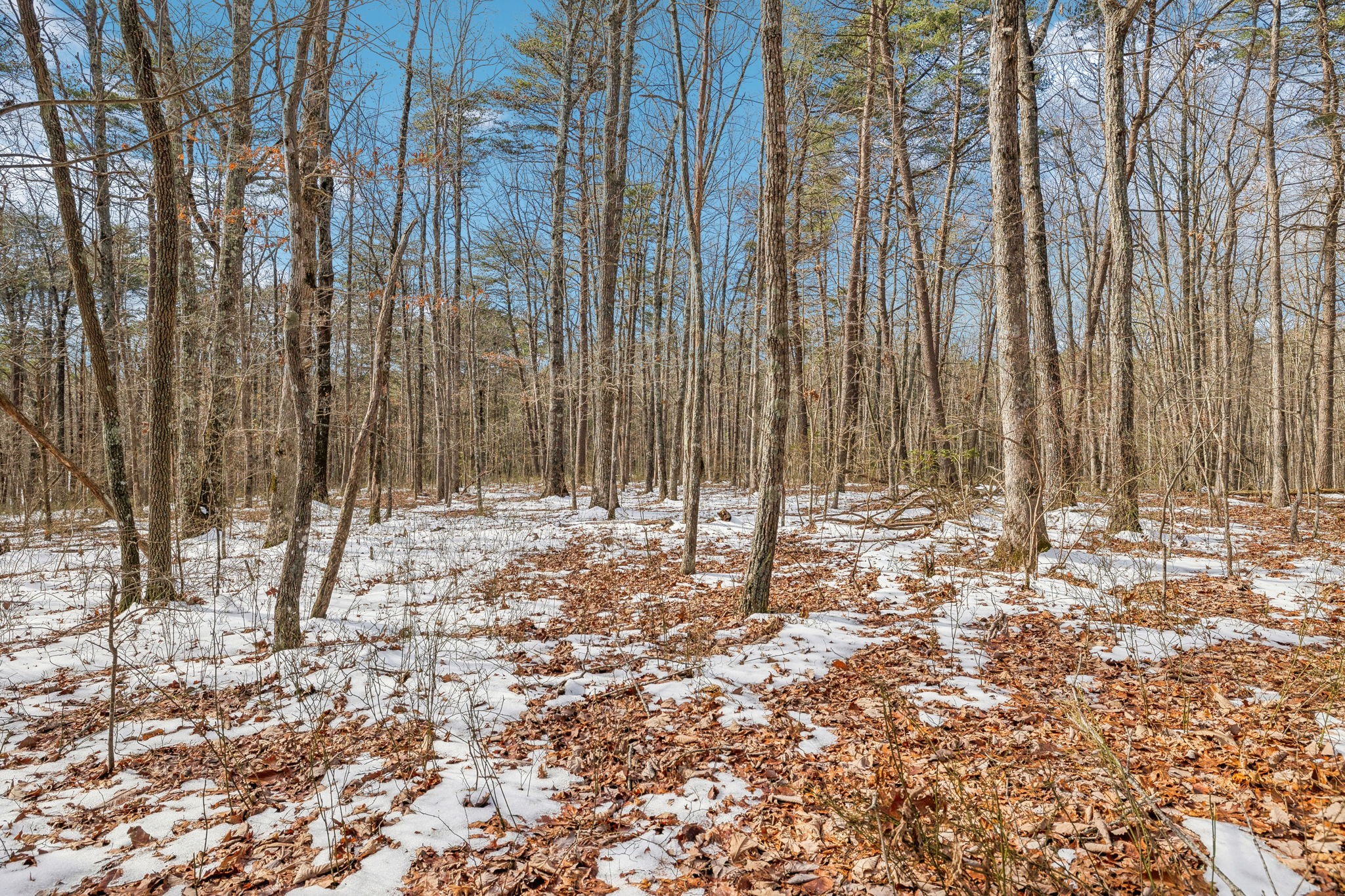 0 Timberwood Trace Property Photo 13