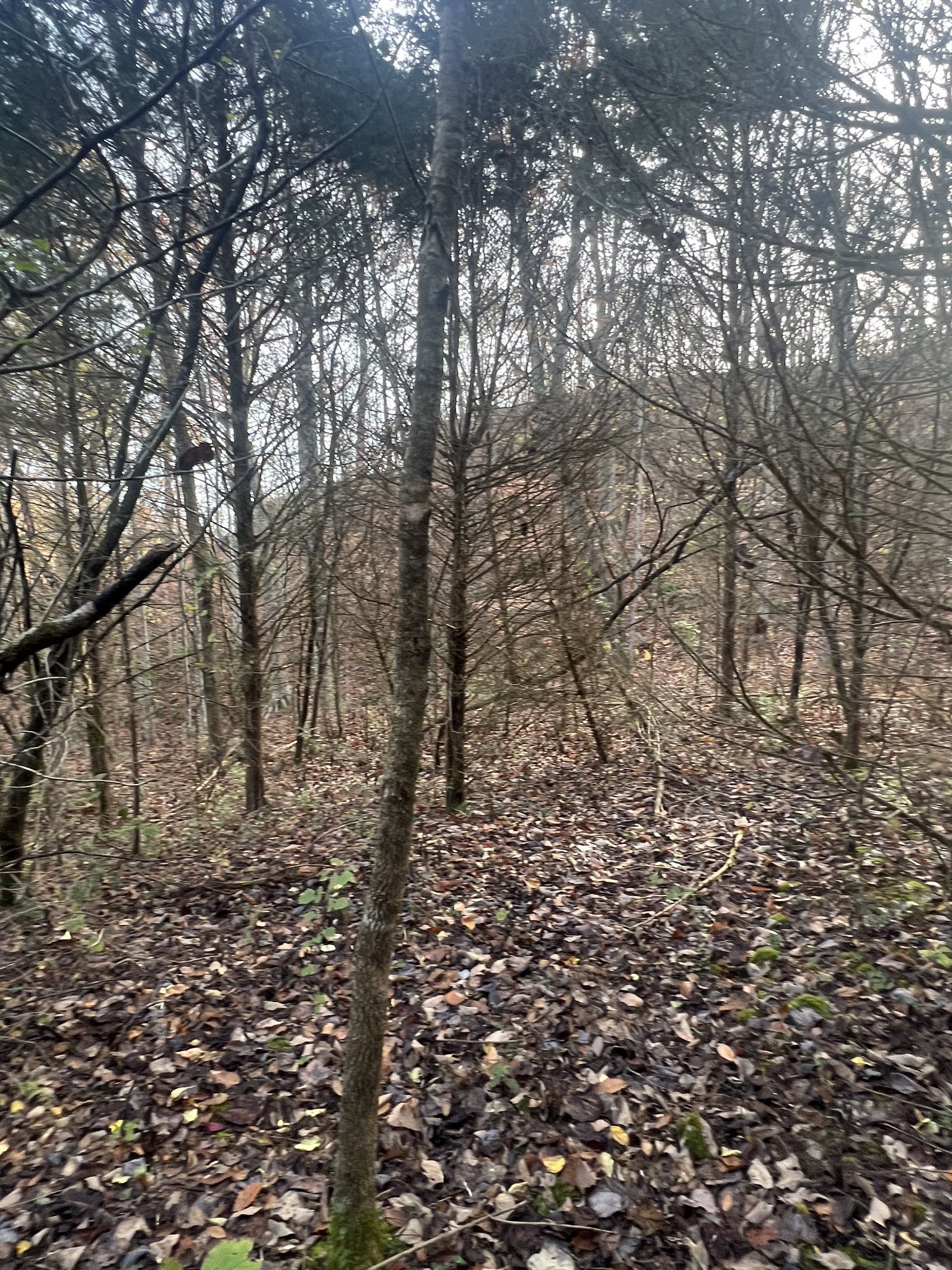 0 Burkesville Hwy Property Photo
