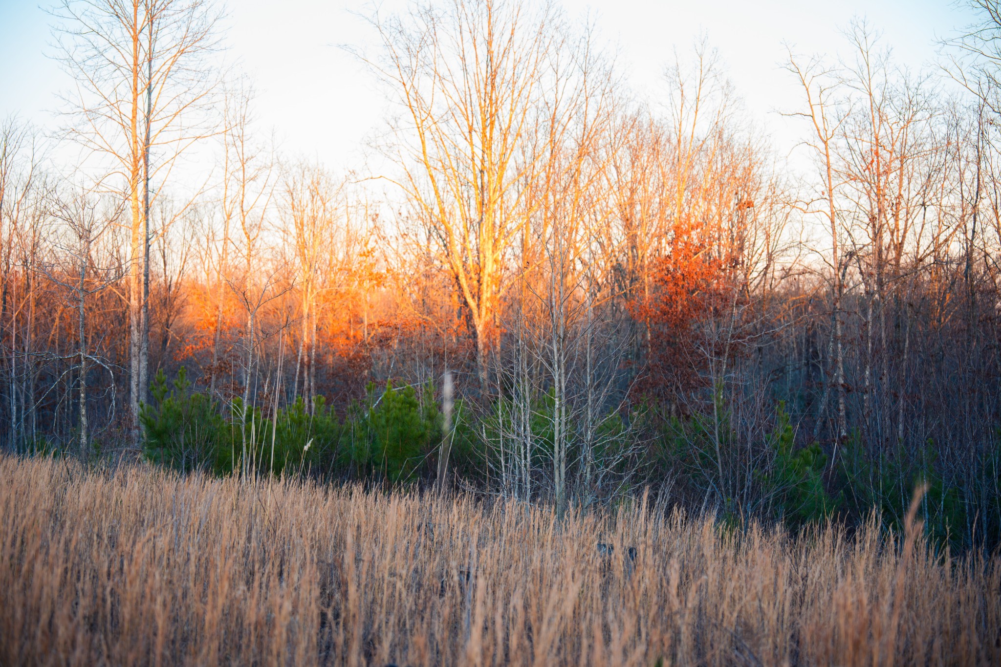 1155 Bear Hollow Dr Property Photo 11