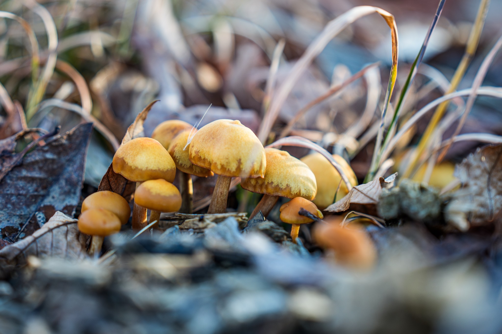 1155 Bear Hollow Dr Property Photo 19