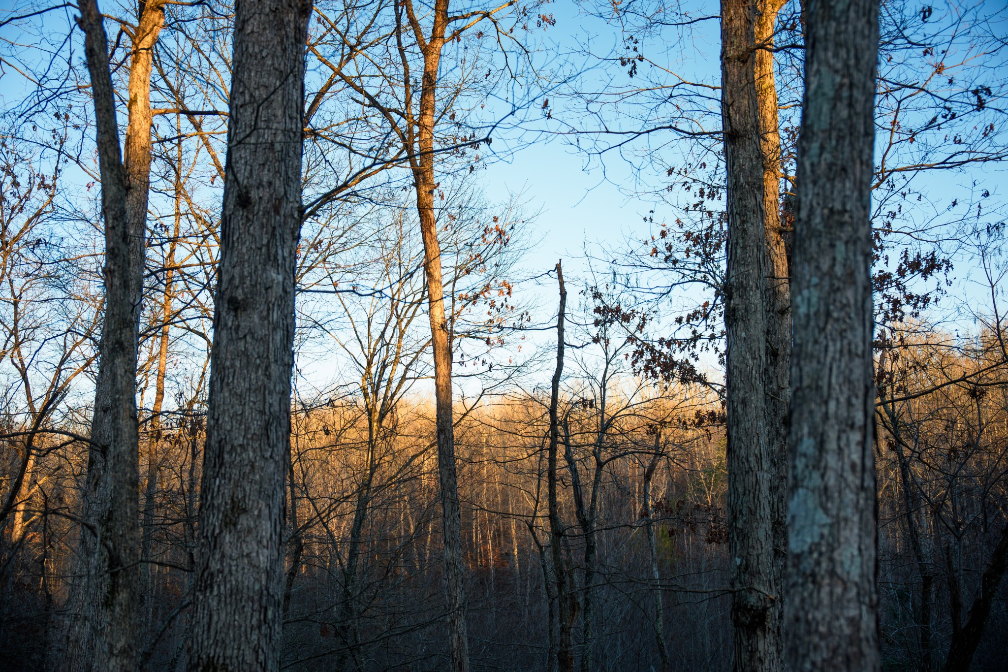 1155 Bear Hollow Dr Property Photo 32