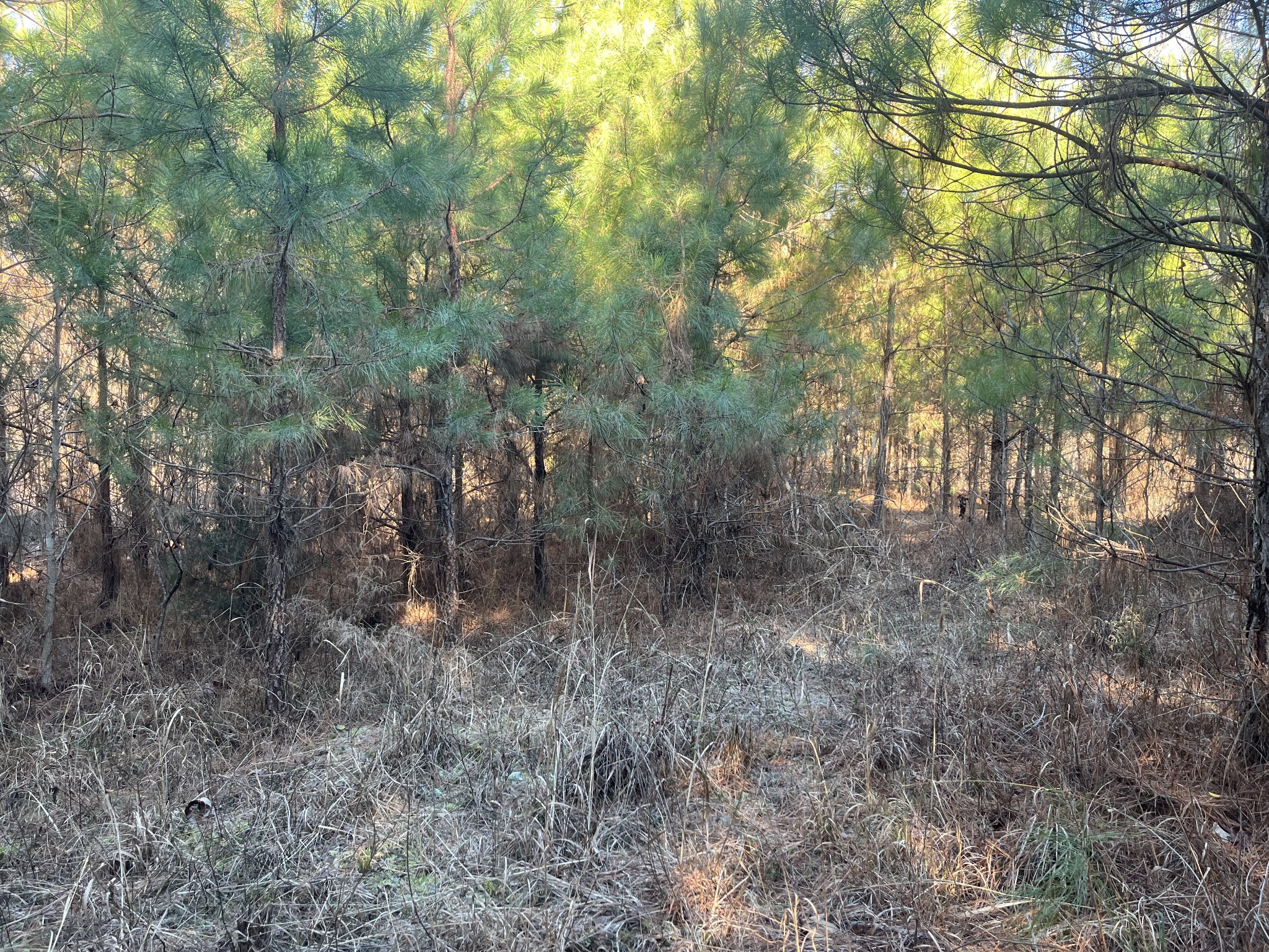 0 Vires Road Property Photo 33