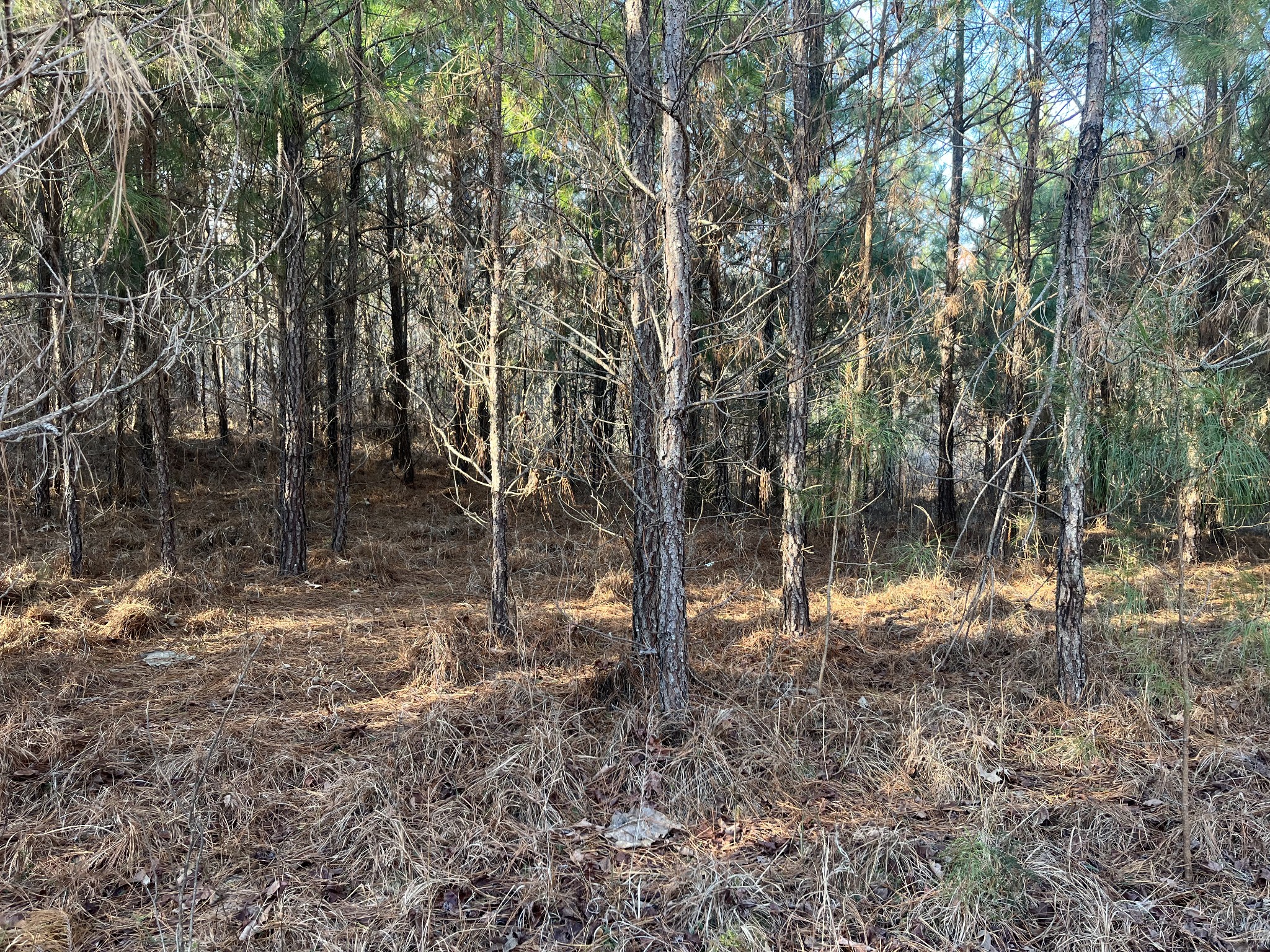 0 Vires Road Property Photo 35