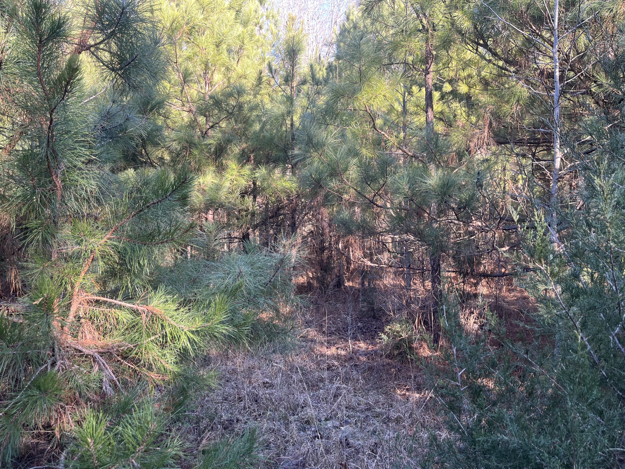 0 Vires Road Property Photo 43