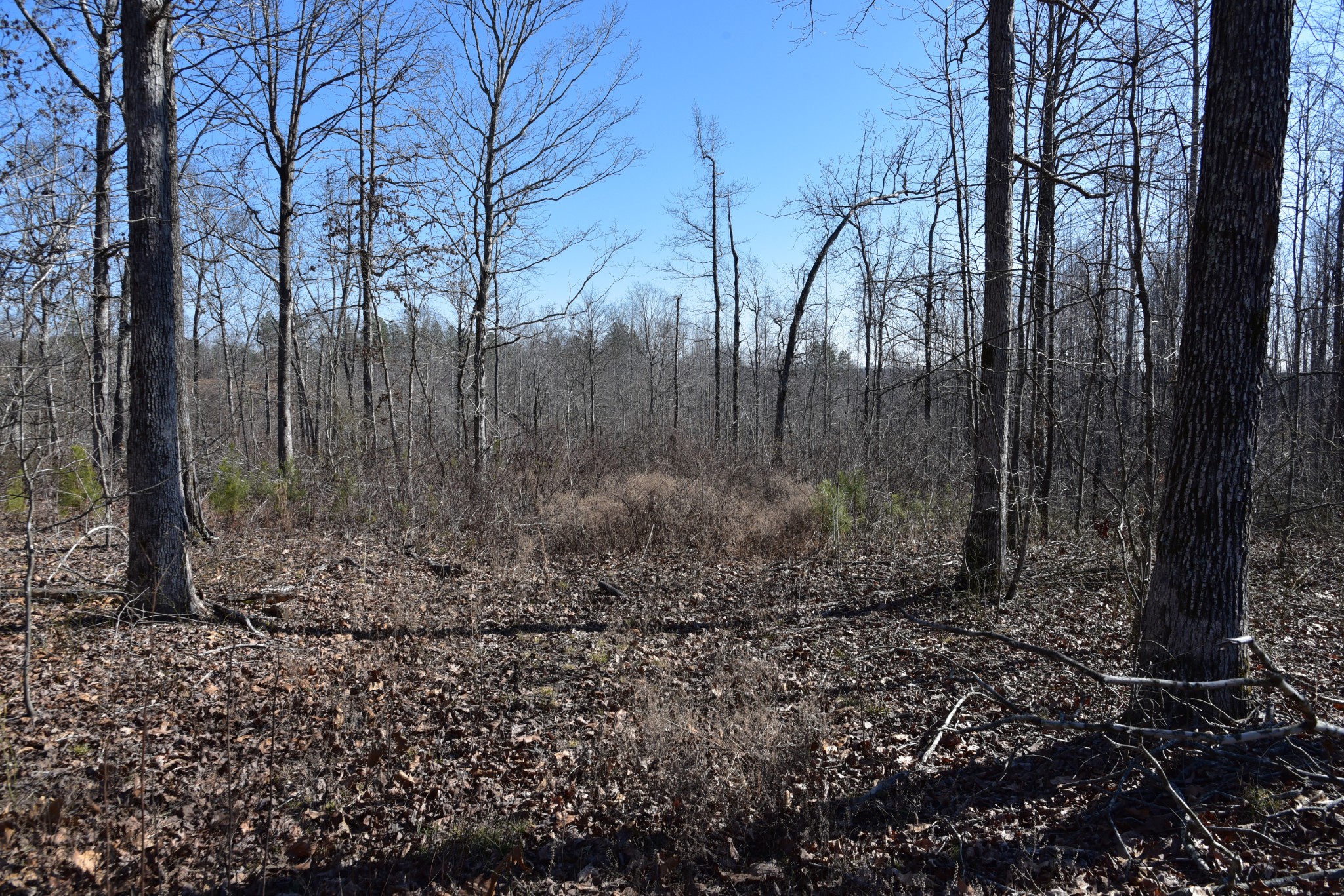 0 White Oak Rd Property Photo 11