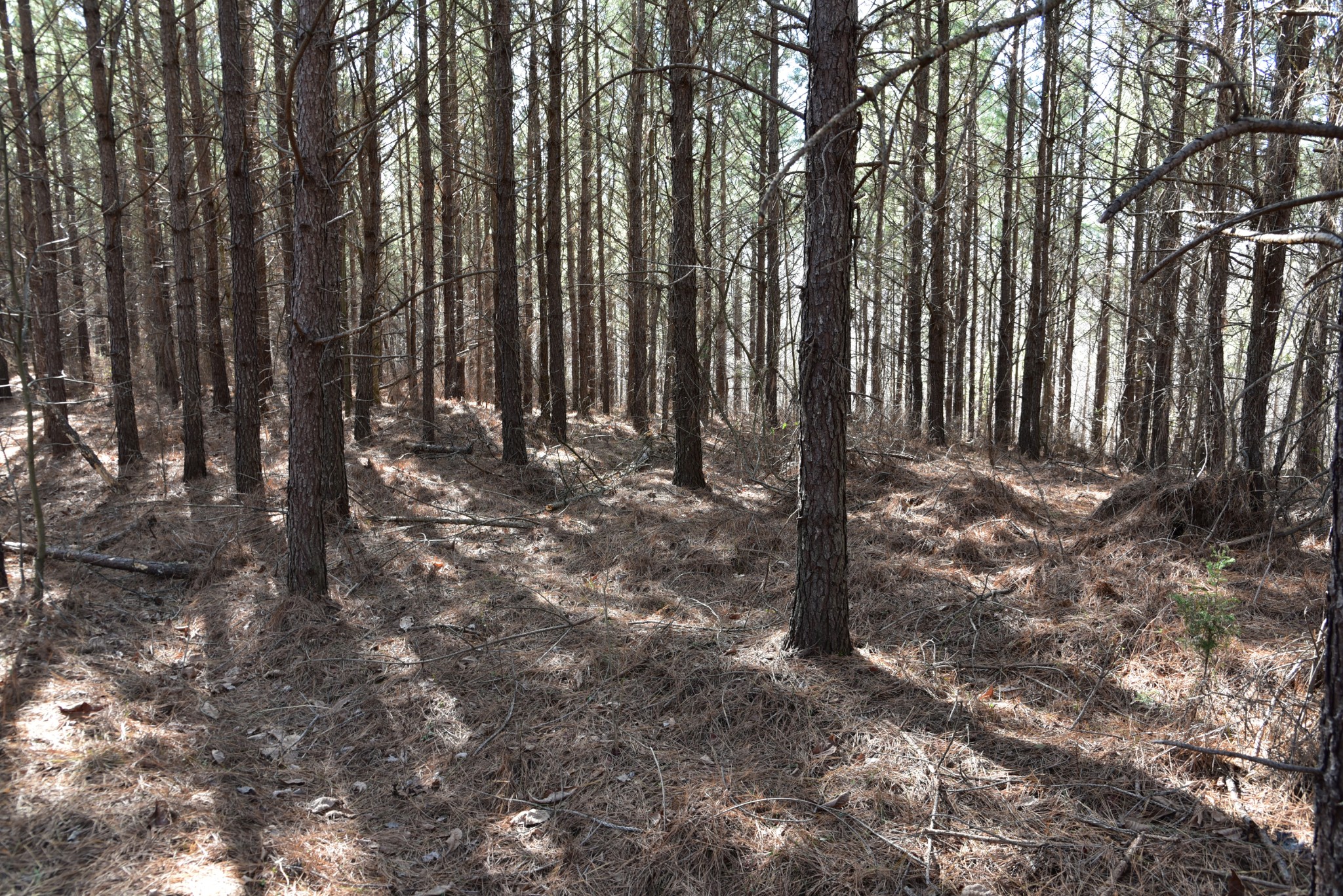 0 White Oak Rd Property Photo 27