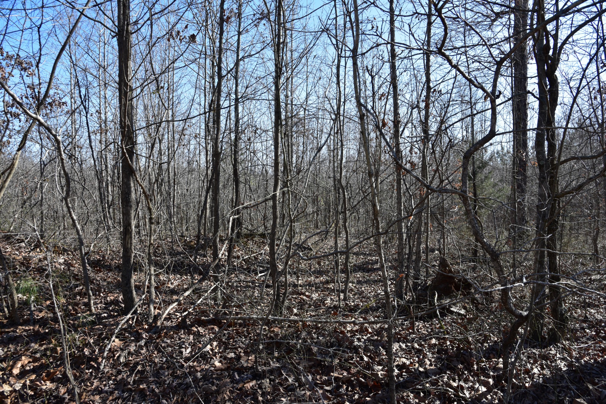 0 White Oak Rd Property Photo 28