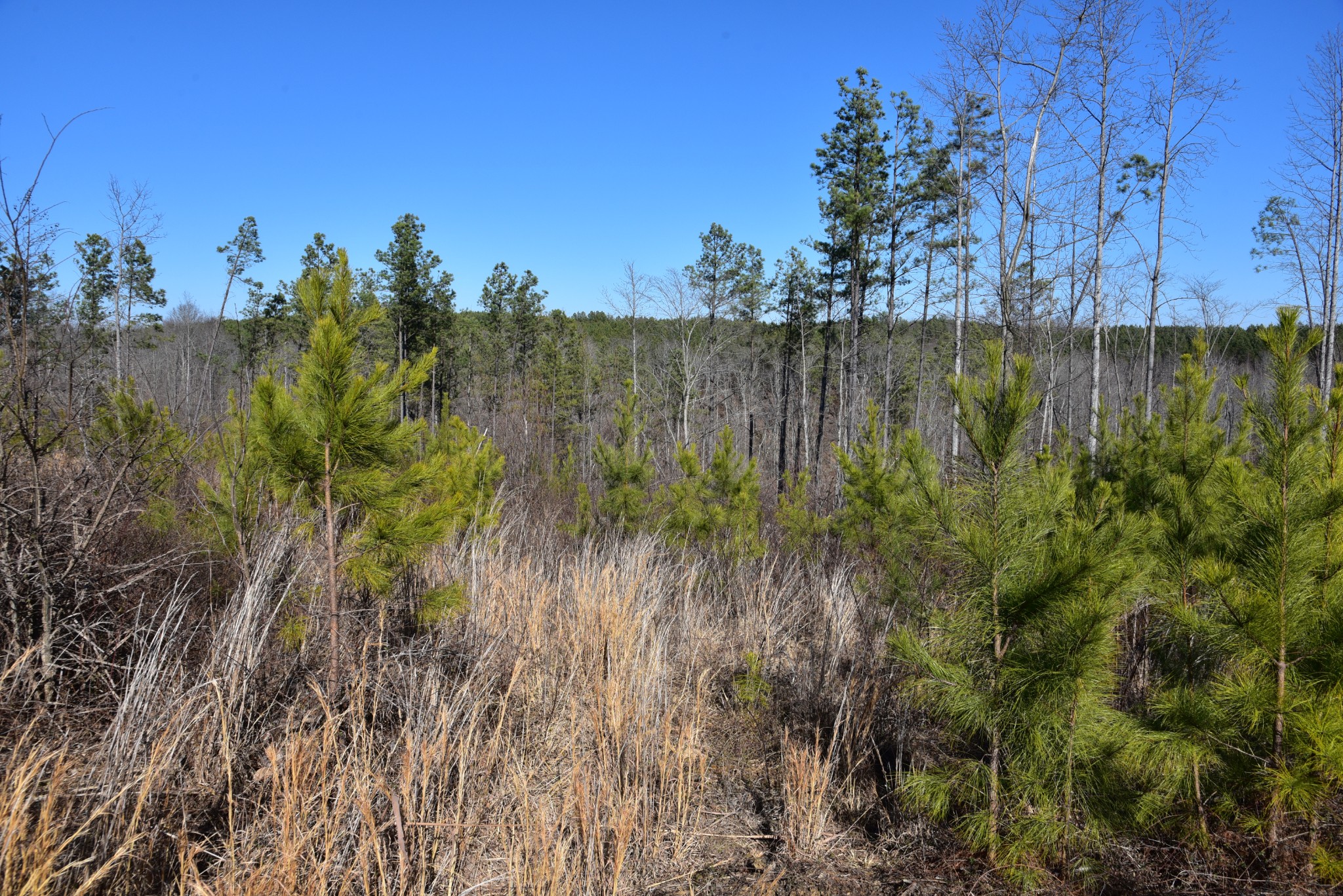 0 White Oak Rd Property Photo 14