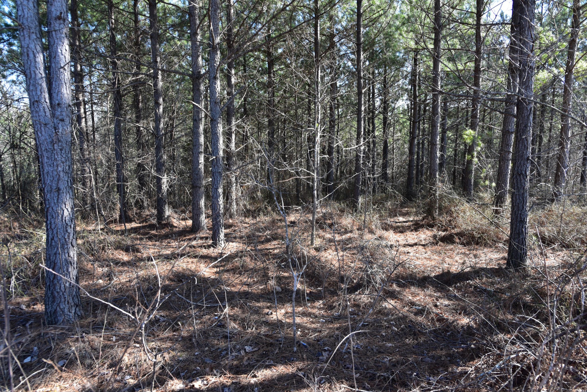 0 White Oak Rd Property Photo 9