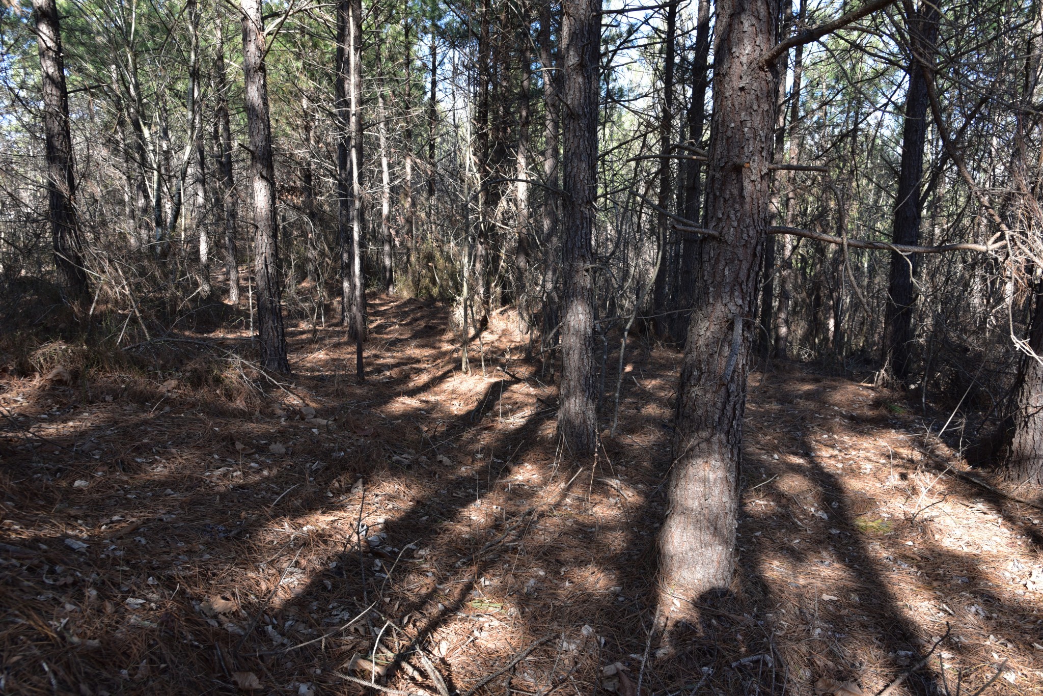 0 White Oak Rd Property Photo 17