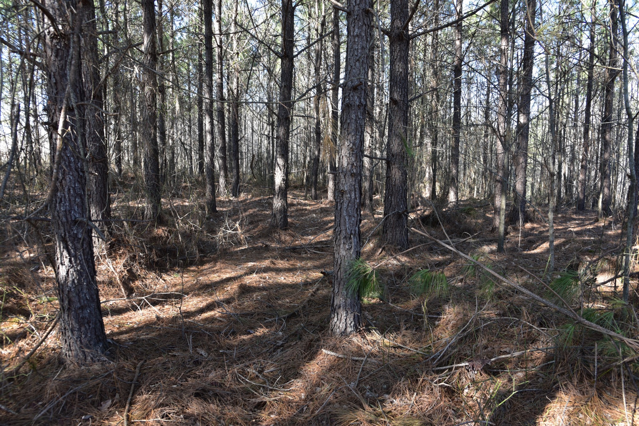 0 White Oak Rd Property Photo 19
