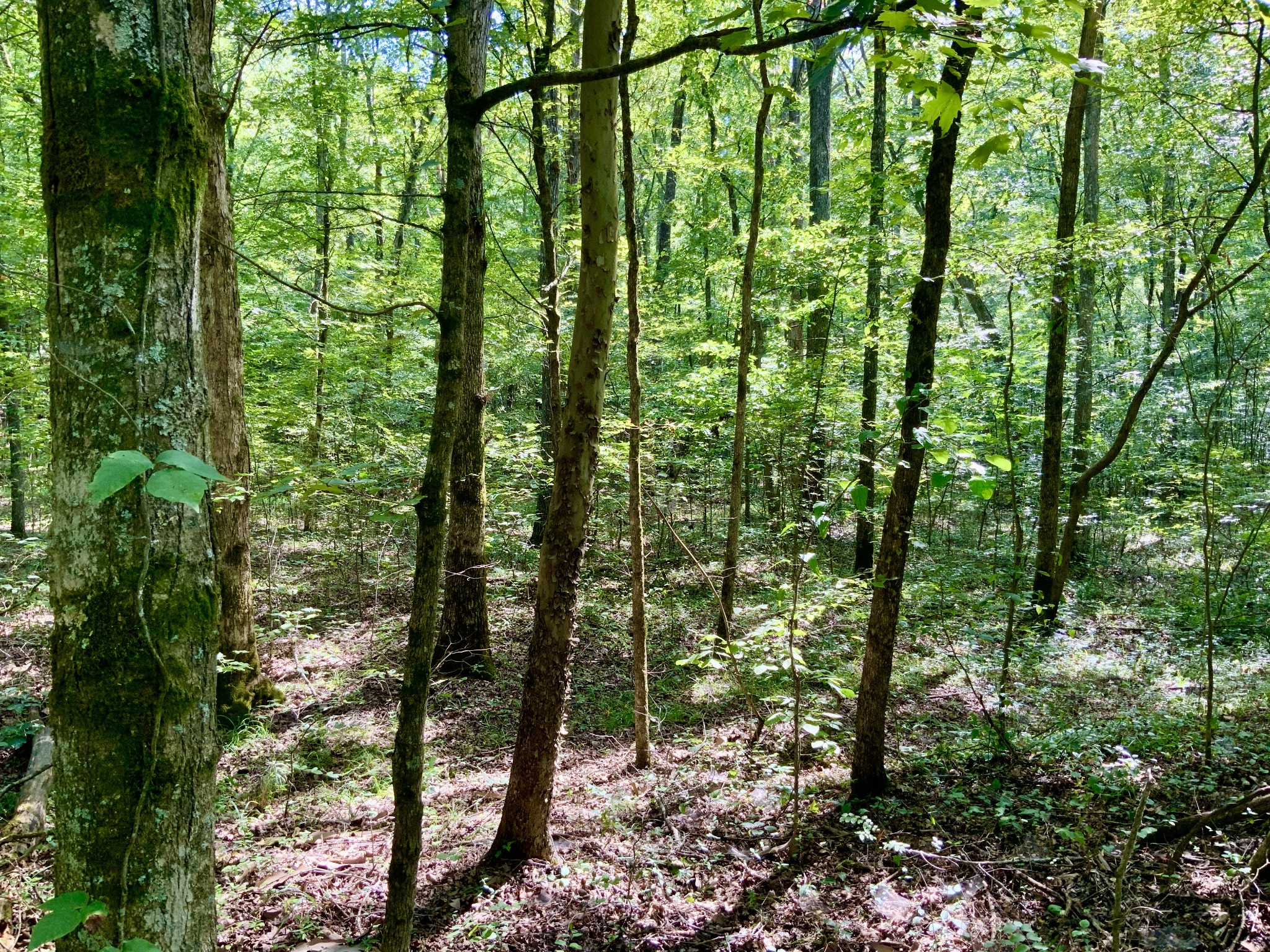 0 Greenbriar Road Property Photo 3