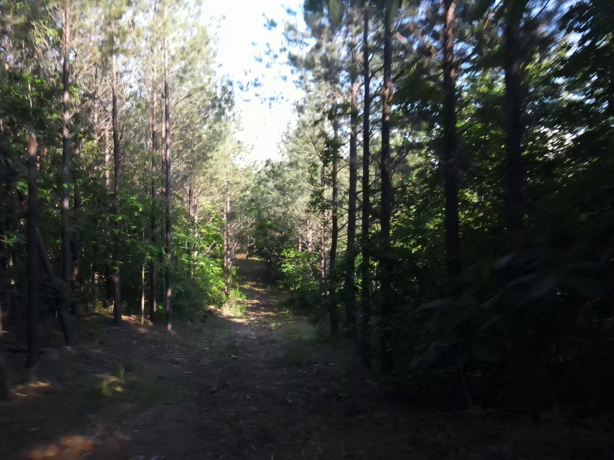 2932 Old Hohenwald Rd Property Photo 3