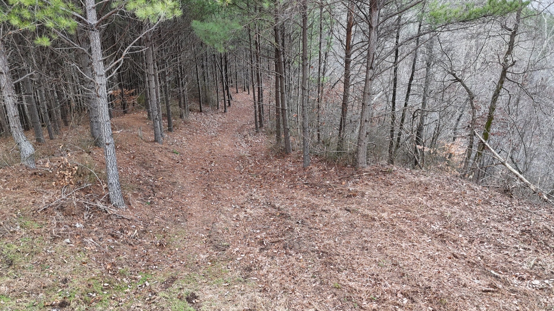 2932 Old Hohenwald Rd Property Photo 24