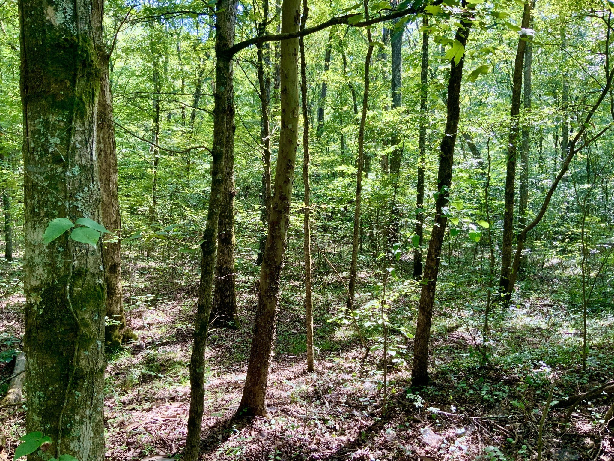 0 Greenbriar Road Property Photo 5