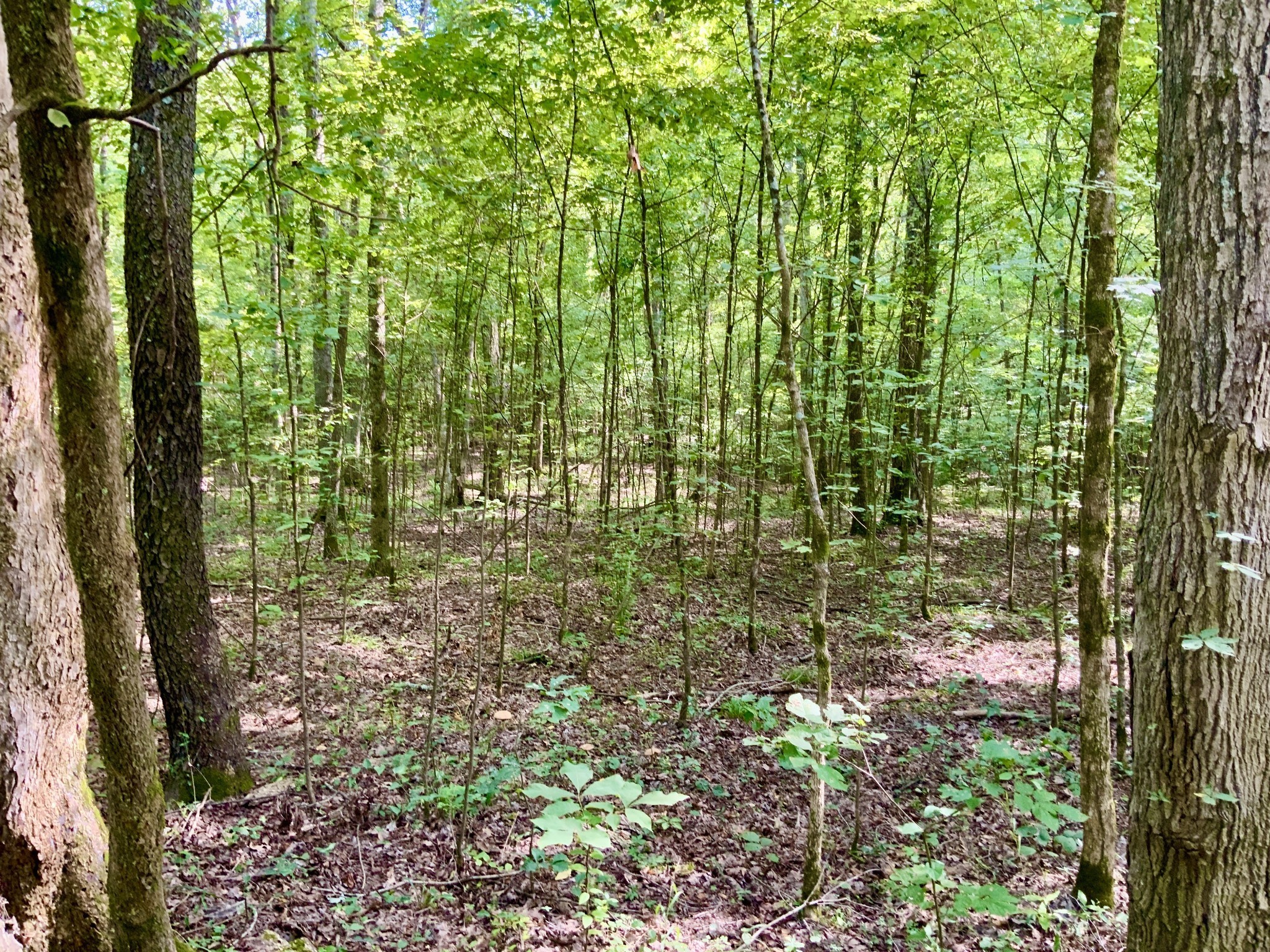 0 Greenbriar Road Property Photo 8