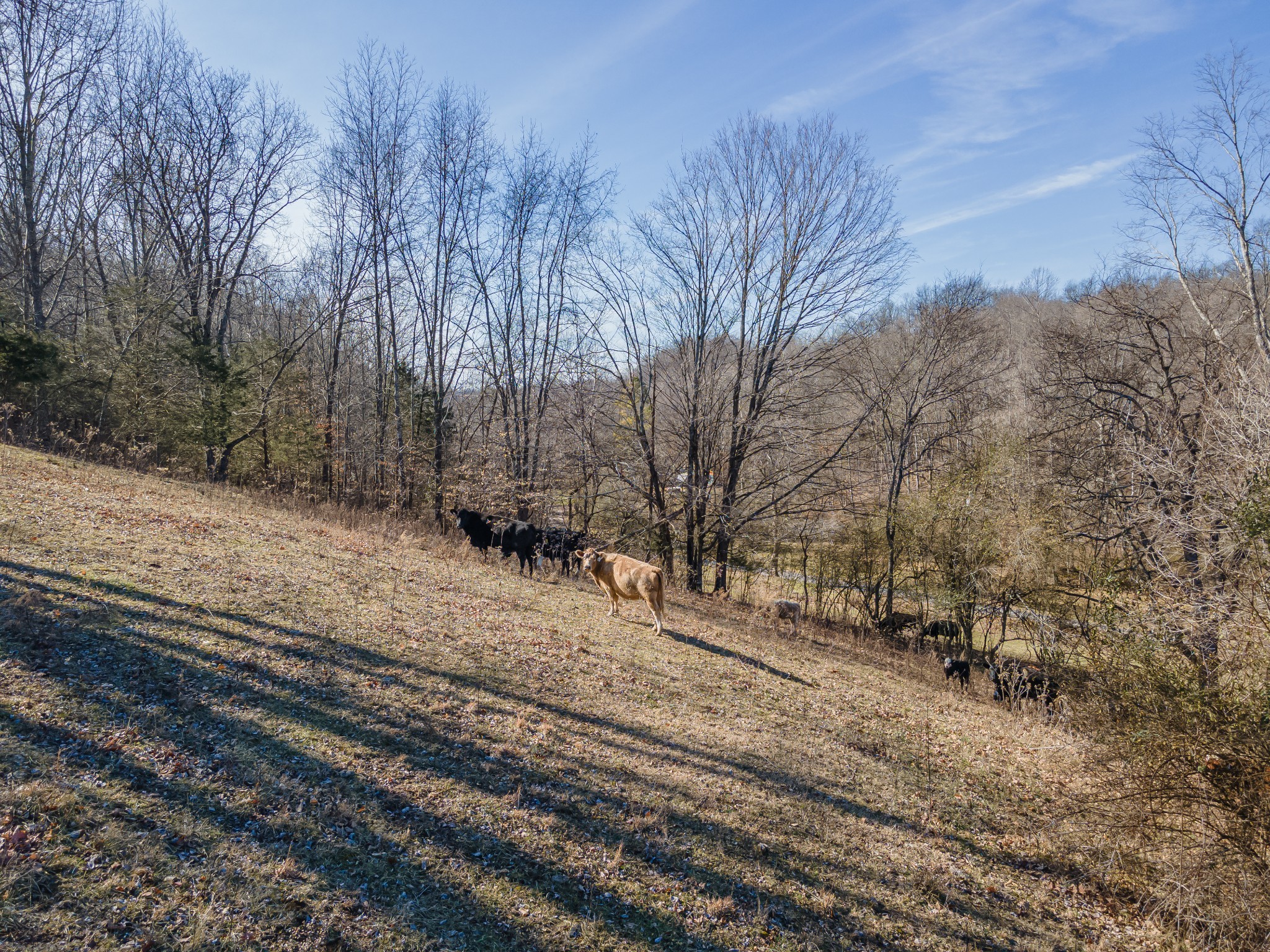 0 Simmons Ridge Rd Property Photo 21