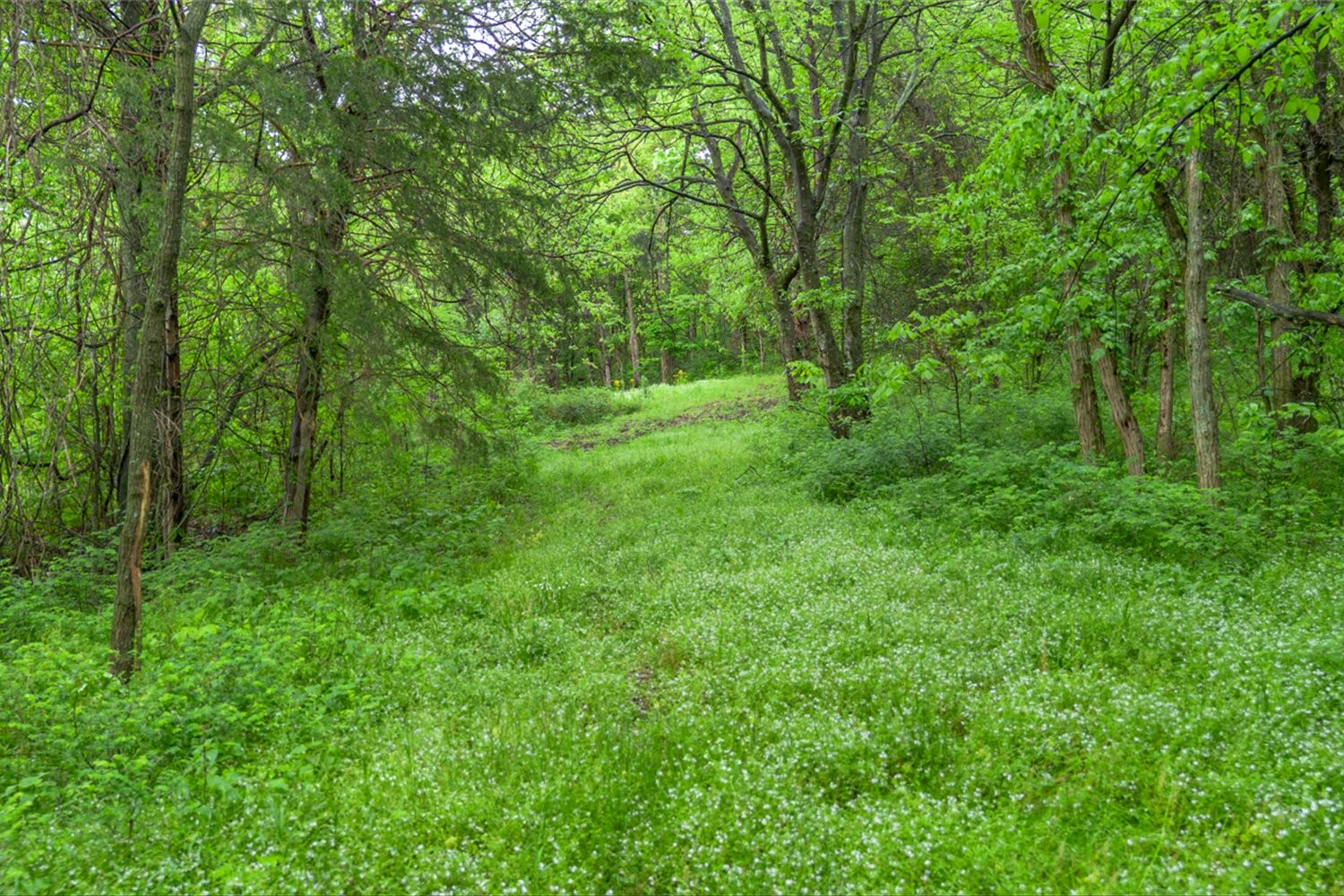 402 Cortner Hollow Rd Property Photo 6