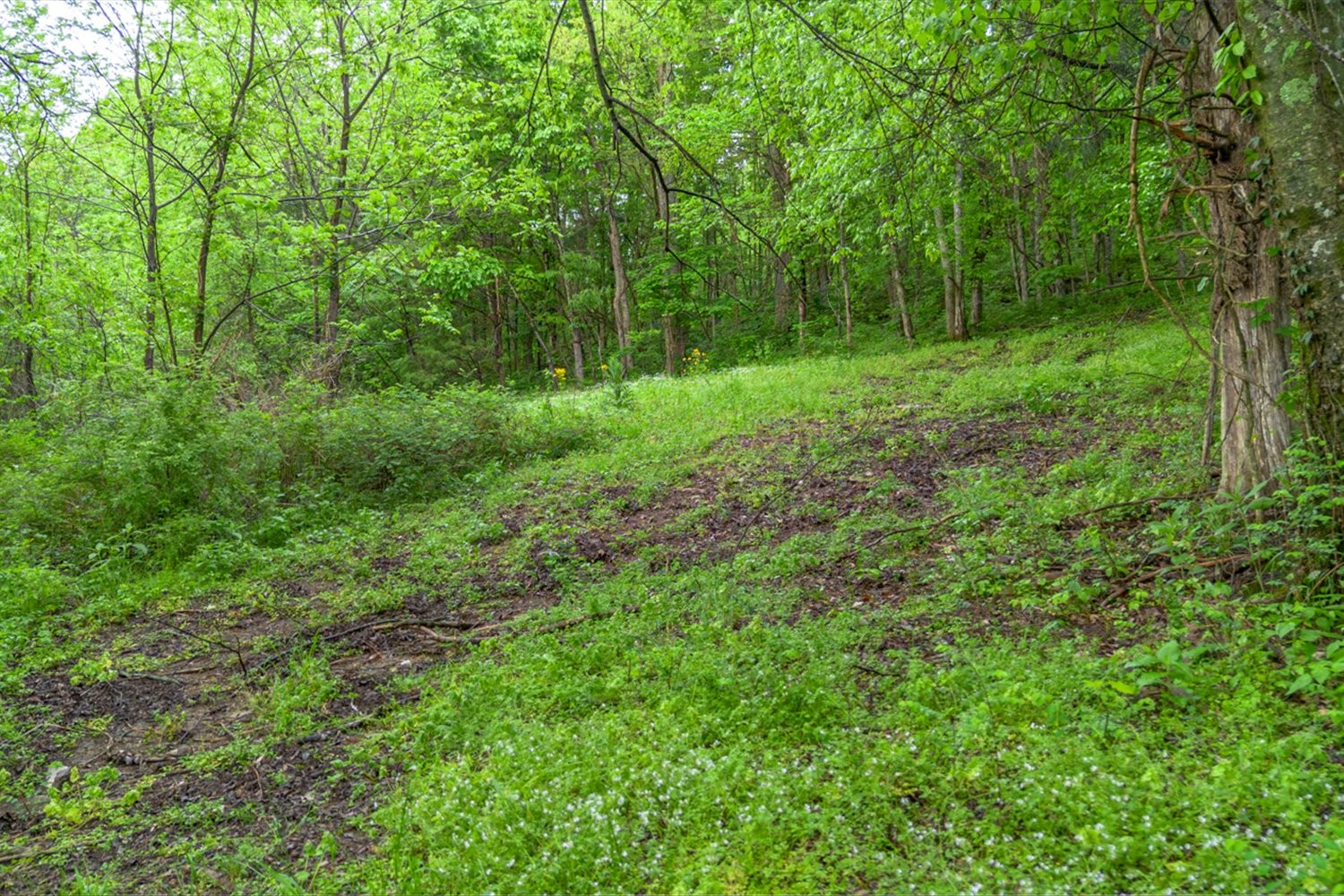 402 Cortner Hollow Rd Property Photo 63