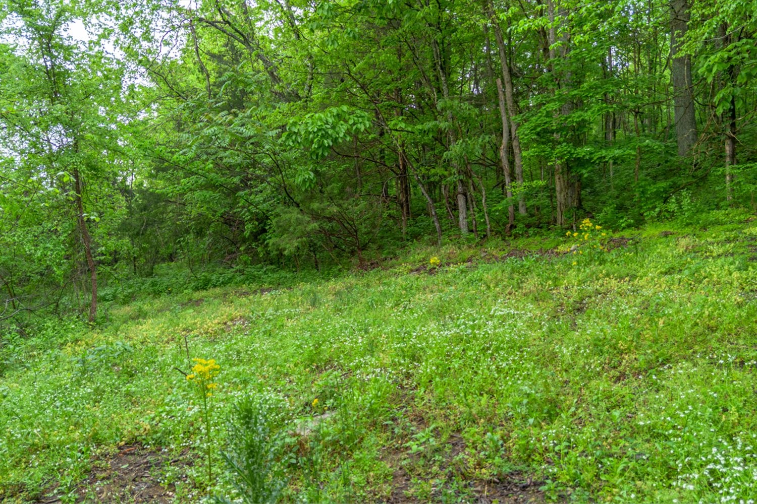 402 Cortner Hollow Rd Property Photo 64