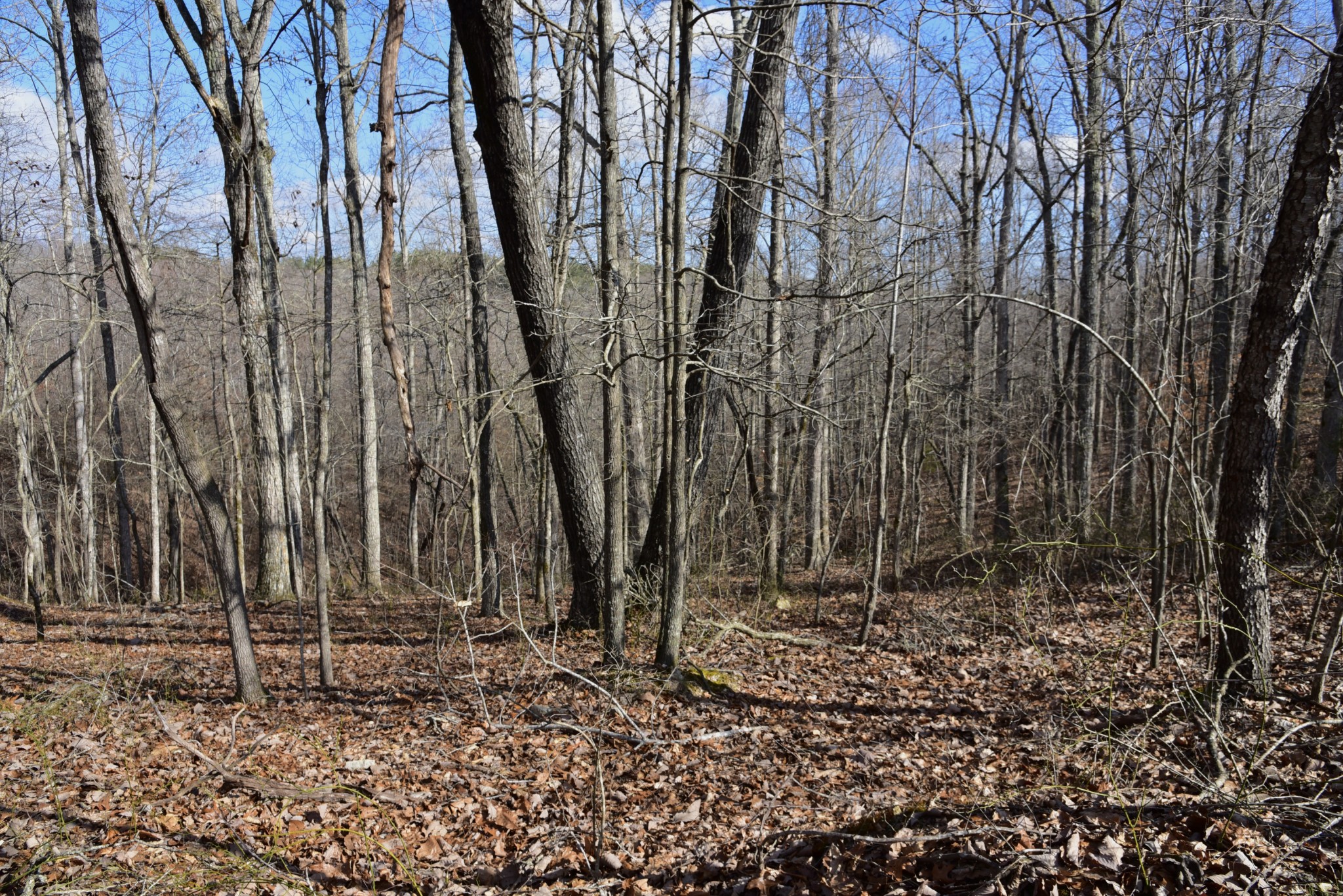 0 Duck River Property Photo 13