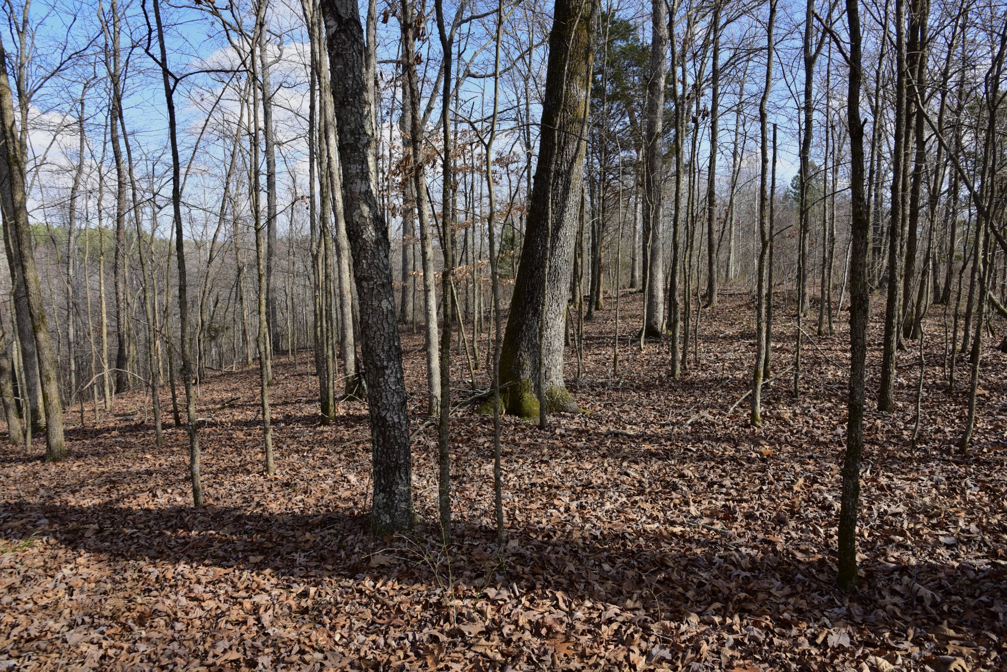 0 Duck River Property Photo 15