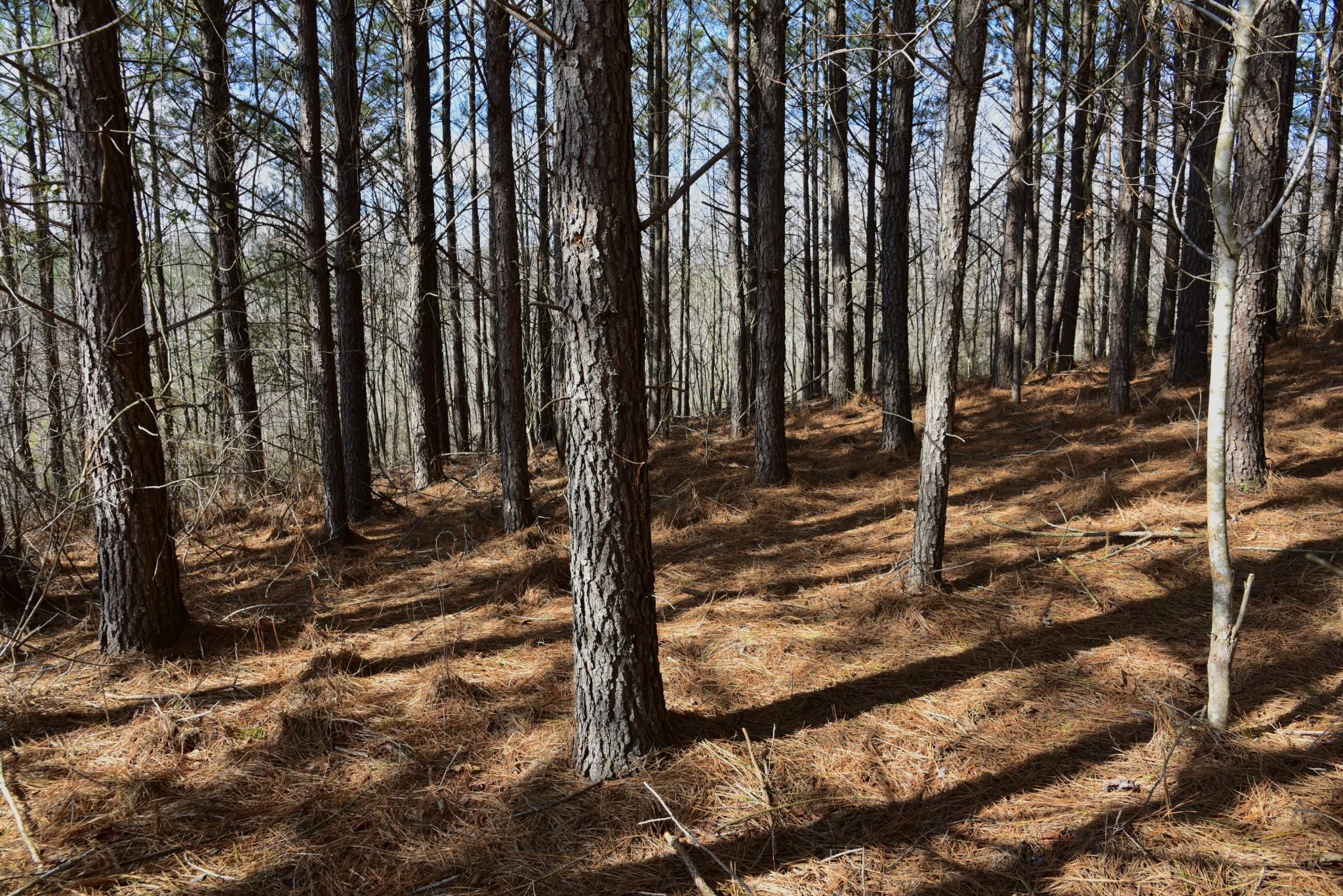 0 Duck River Property Photo 35