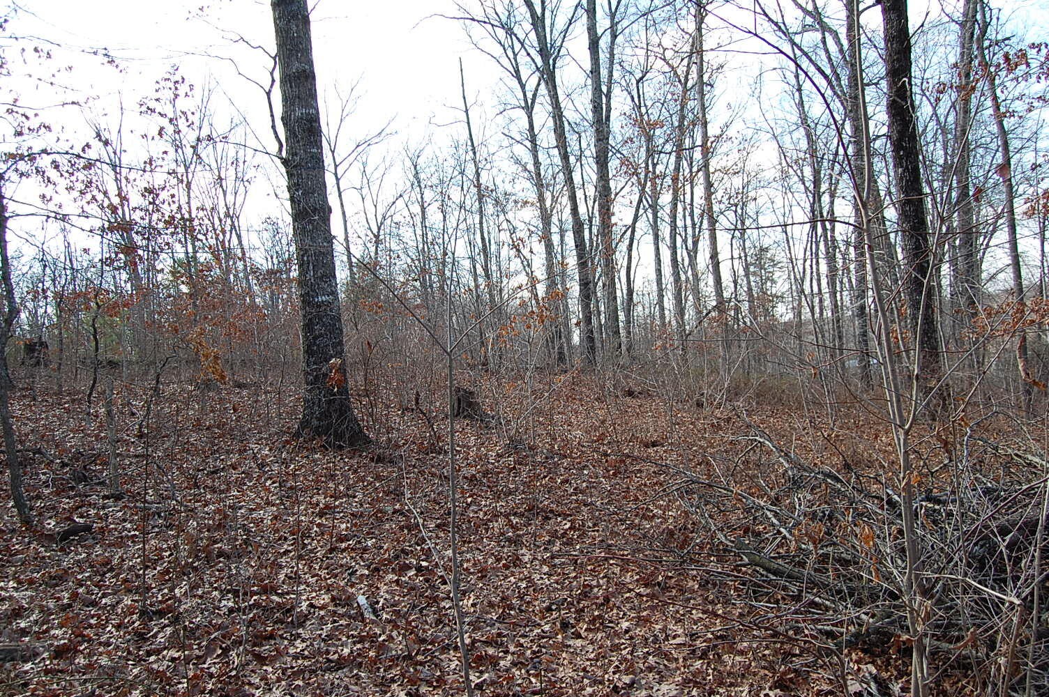 71 Vince Tate Lane Property Photo 4
