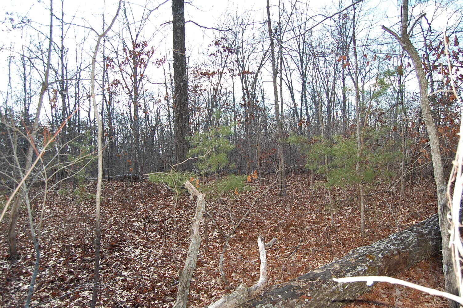 71 Vince Tate Lane Property Photo 6