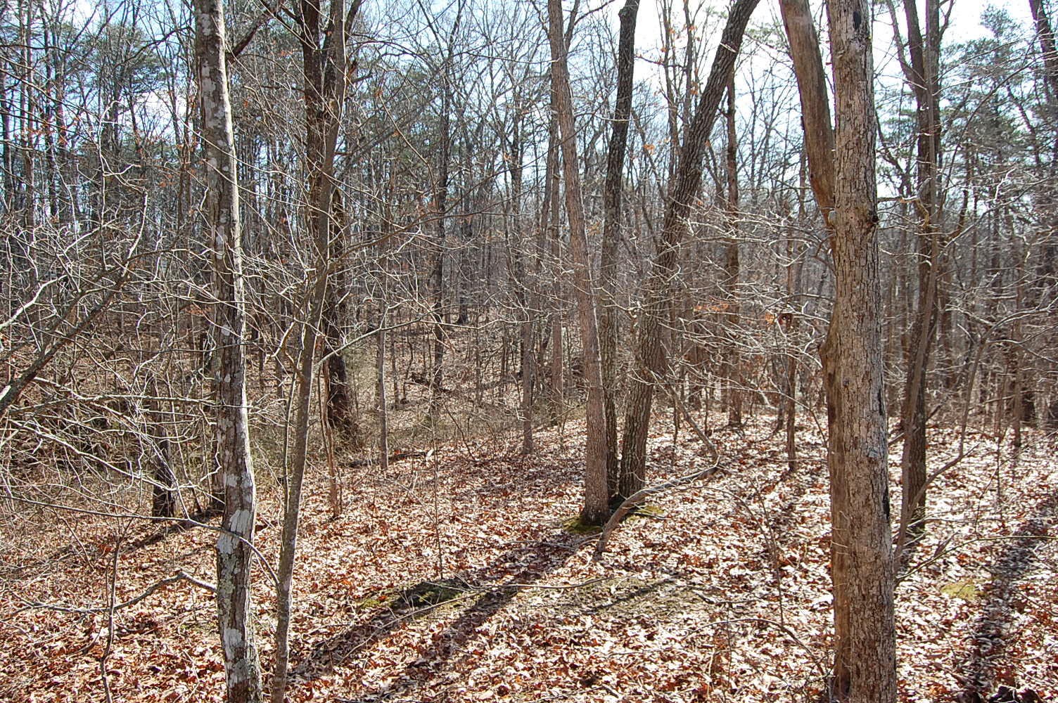 71 Vince Tate Lane Property Photo 8