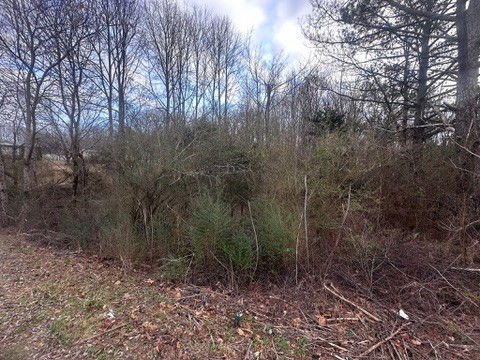 2443 Amber Meadows Property Photo 2