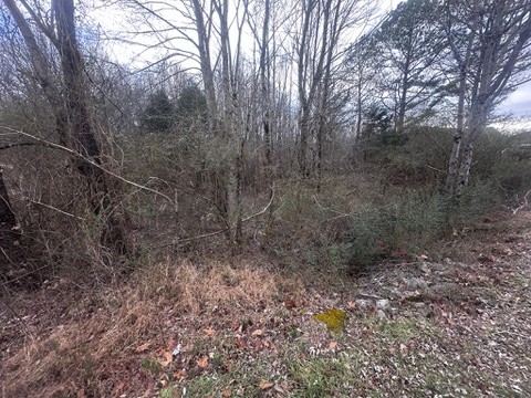 2443 Amber Meadows Property Photo 3