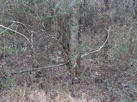 2443 Amber Meadows Property Photo 4