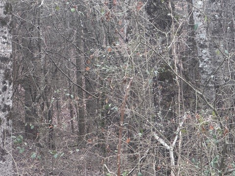 2443 Amber Meadows Property Photo 5